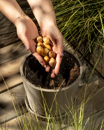 Hands holding bulbs over a pot of soil
