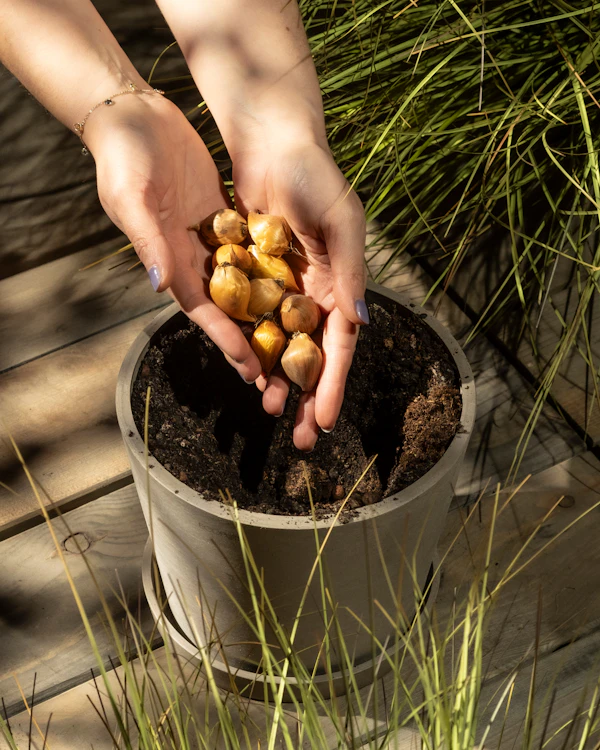 bulb gardening