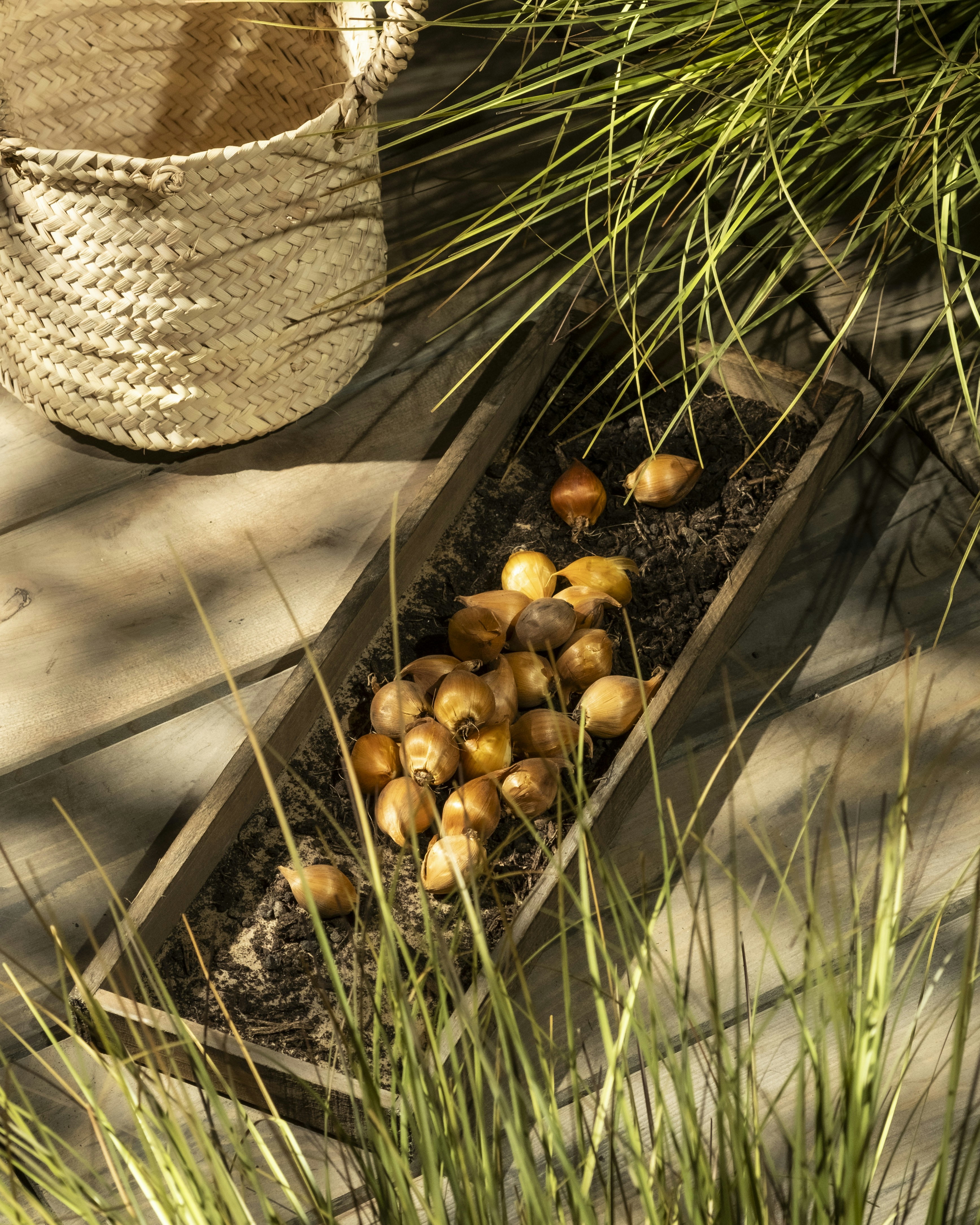 Photo by feeypflanzen