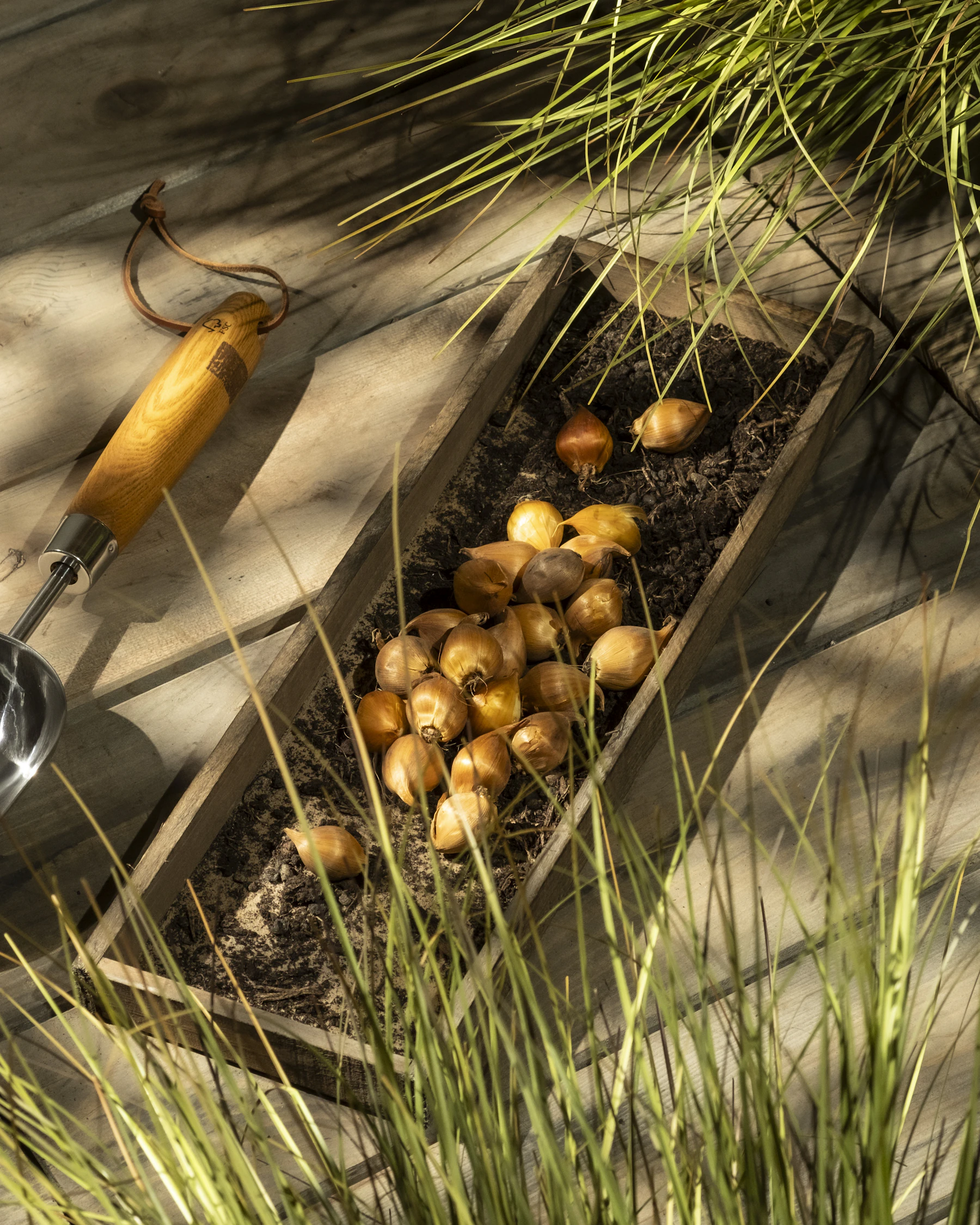 Tulip bulbs lying on soil in a wooden trough beside a wooden-handled trowel