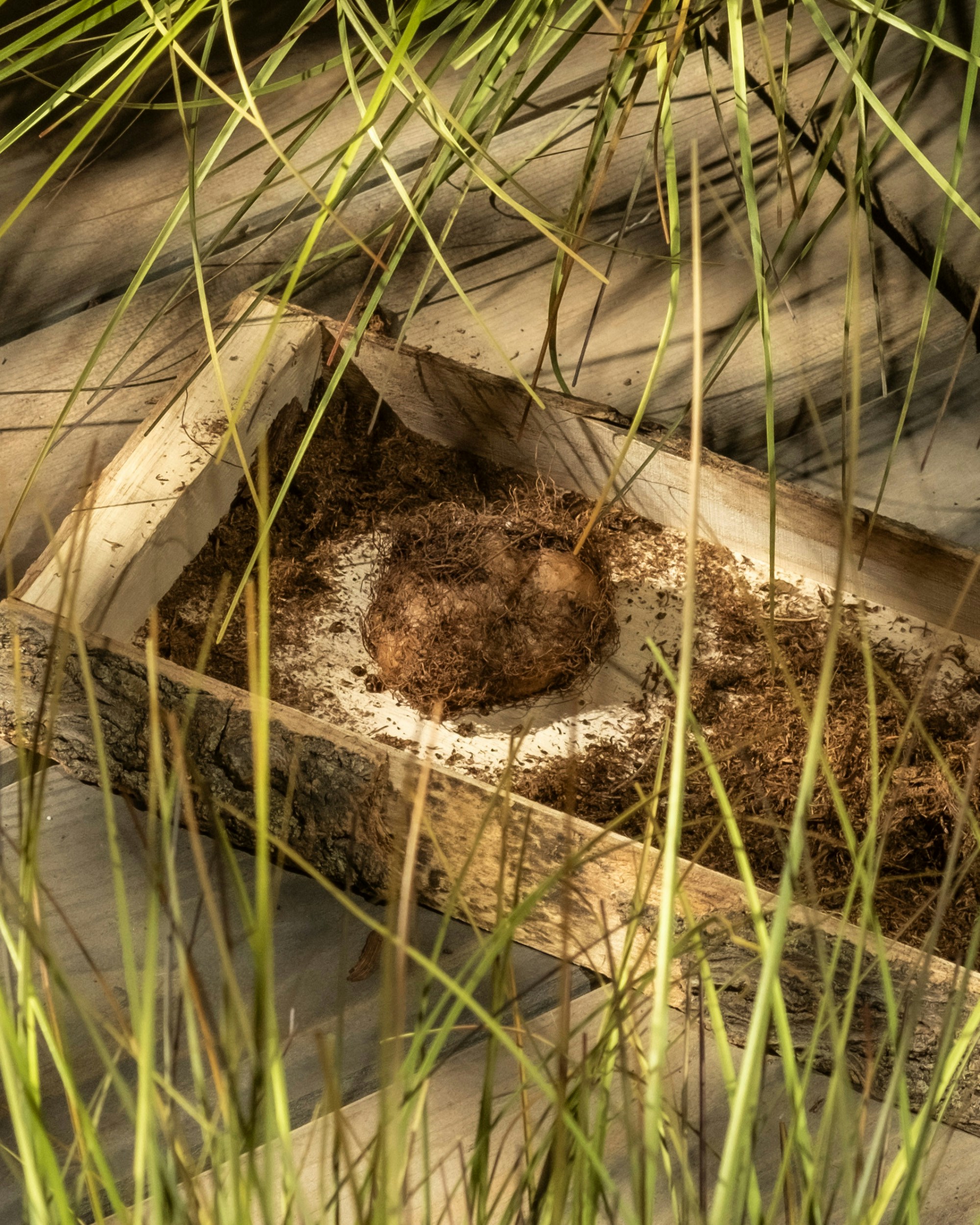 흙과 둥근 물체로 채워진 나무 여물통