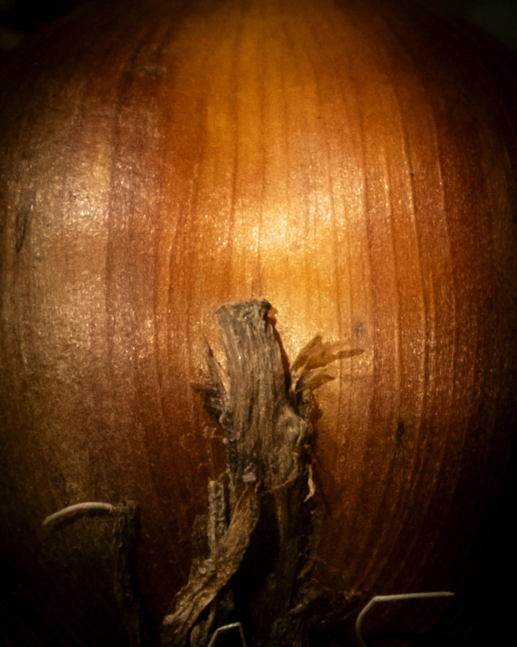 Nahaufnahme einer braunen Zwiebel mit Stiel.