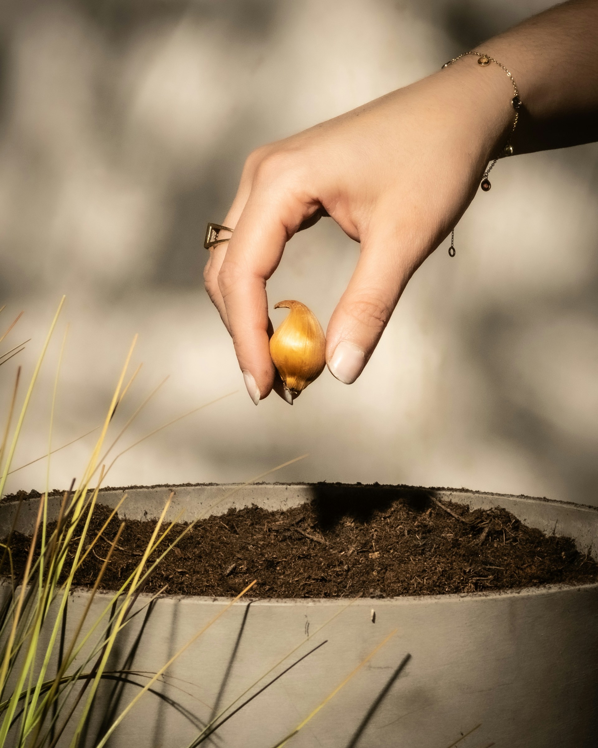 Hand planting a bulb in a pot