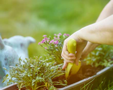 Hands planting flowers in a garden bed