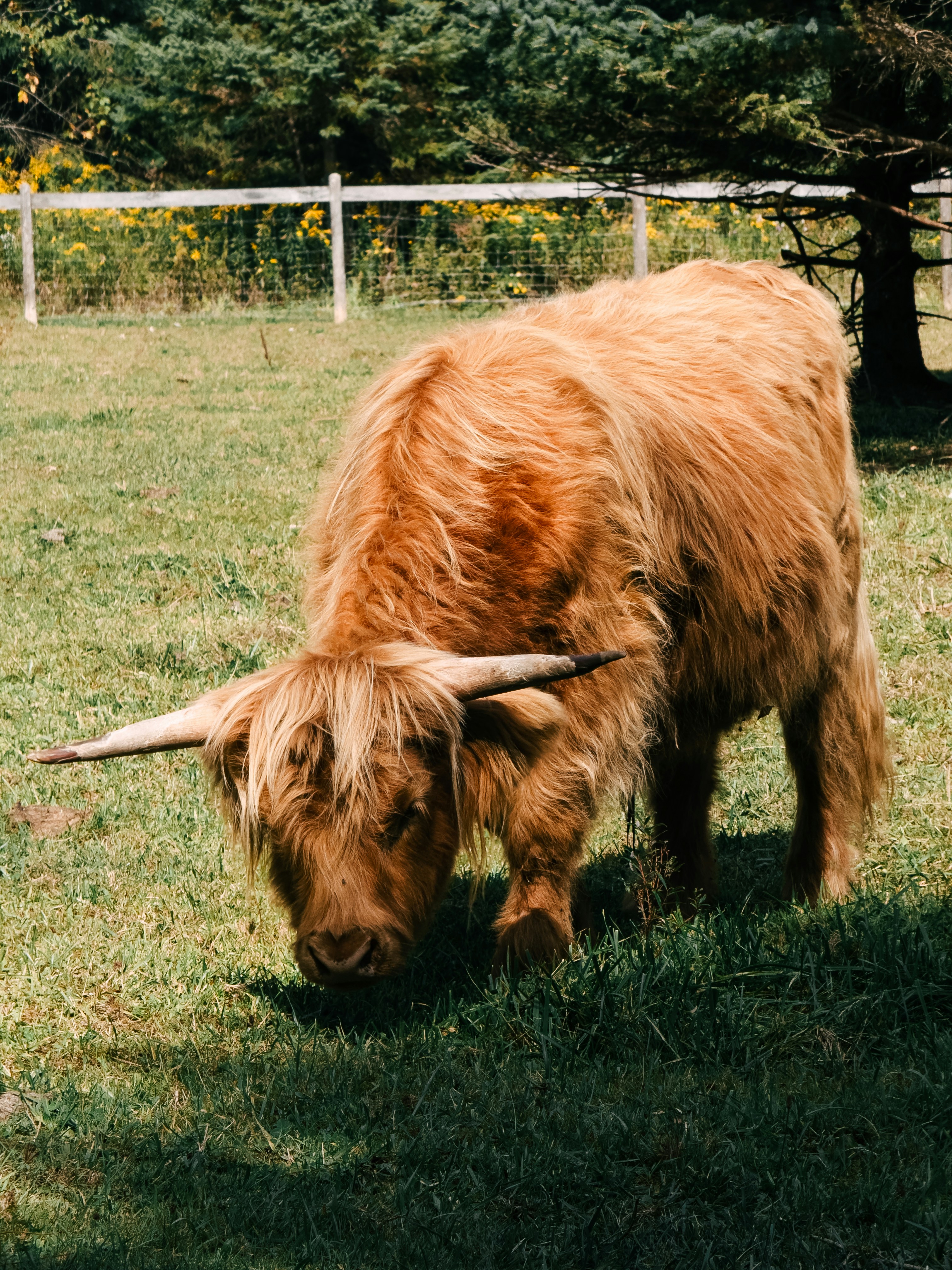 A shaggy highland cow grazes in a grassy field.