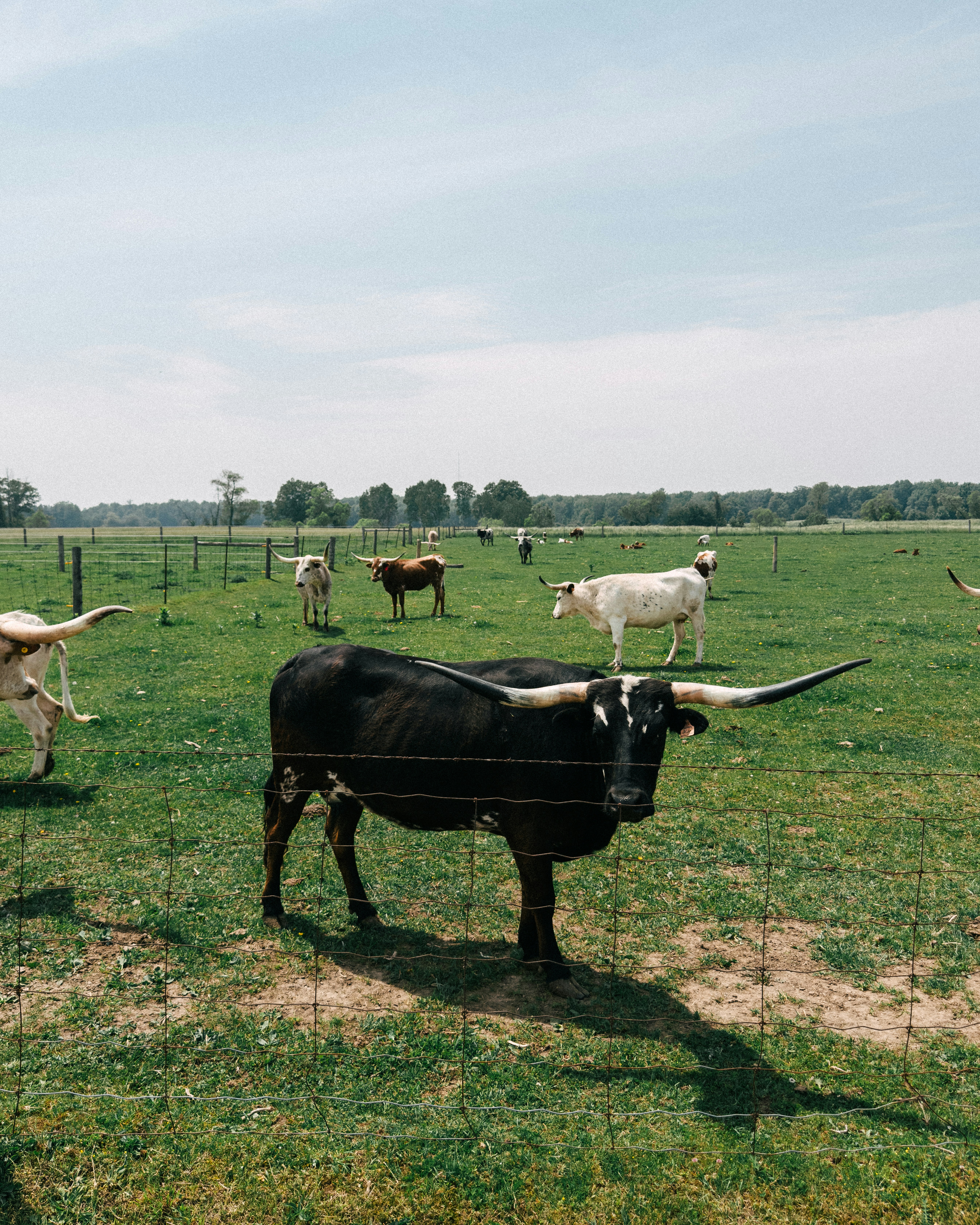Longhorn cattle graze in a sunny green pasture.