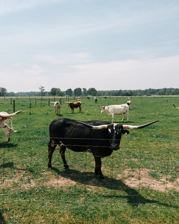 Longhorn cattle grazing in a green pasture