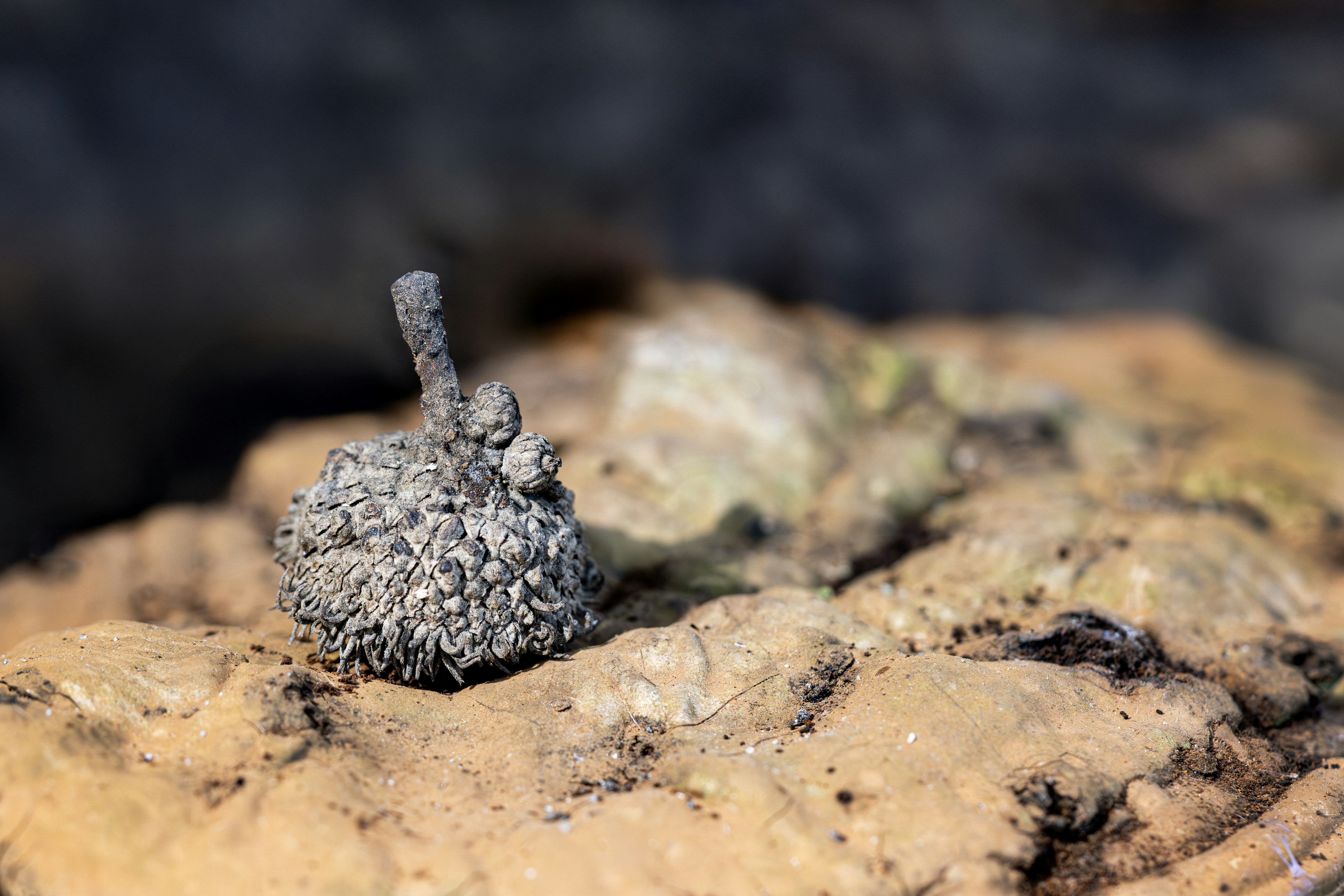 Photo by purplepanther761