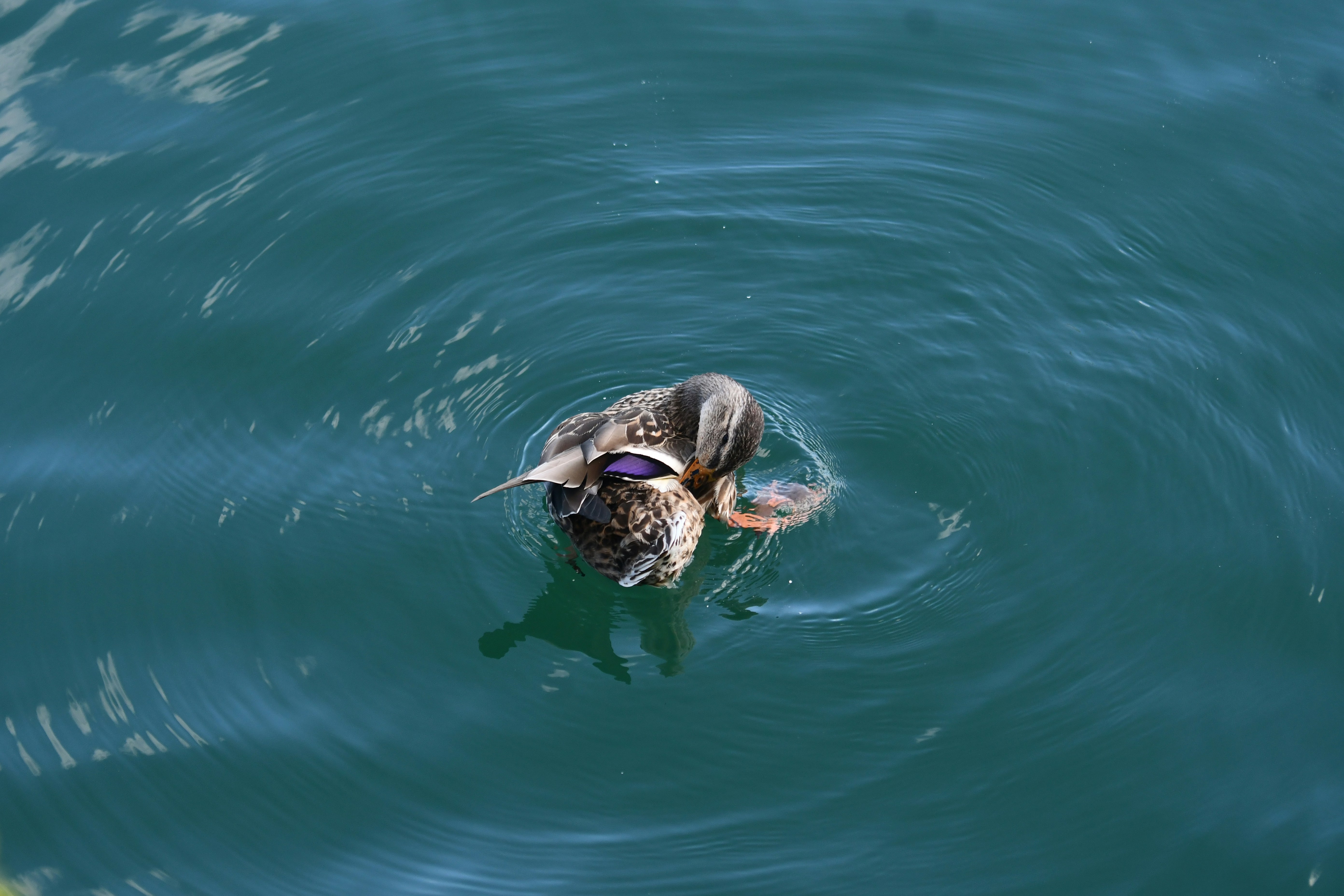 A duckling swims in calm blue water.