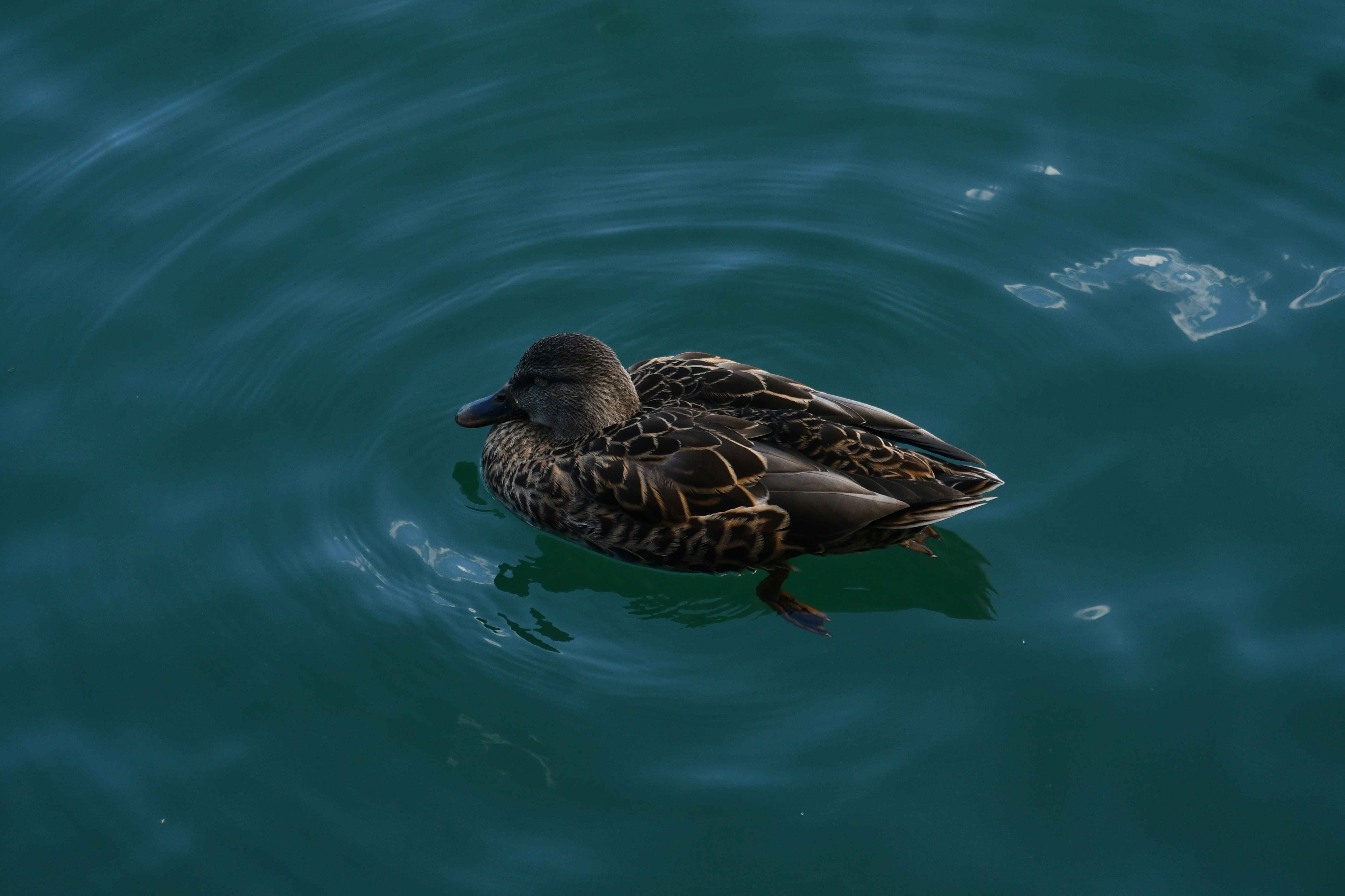 A duck swims in dark blue water.