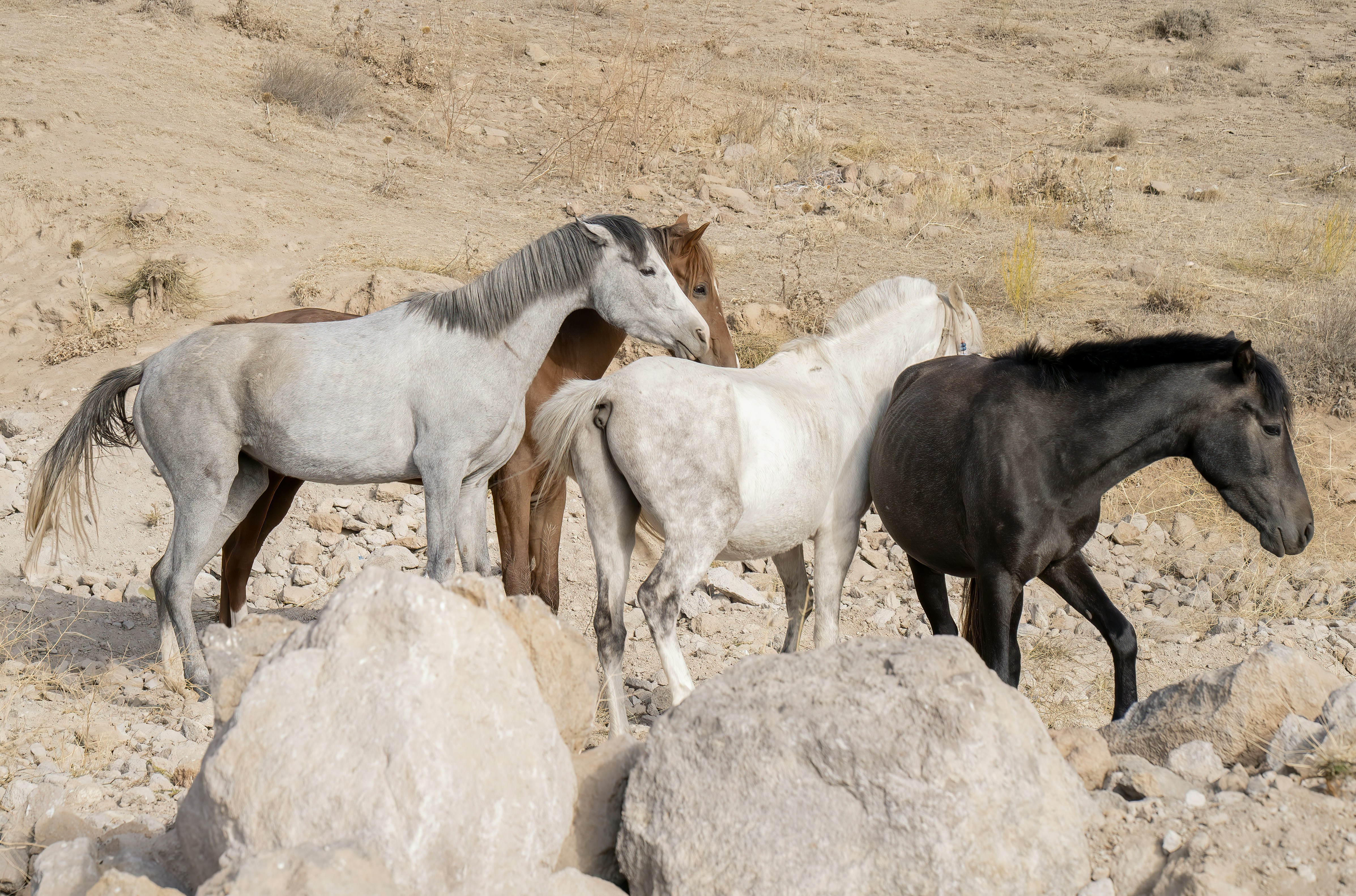 Spirit Animal For Kids: Find Out Your True Spirit Animal