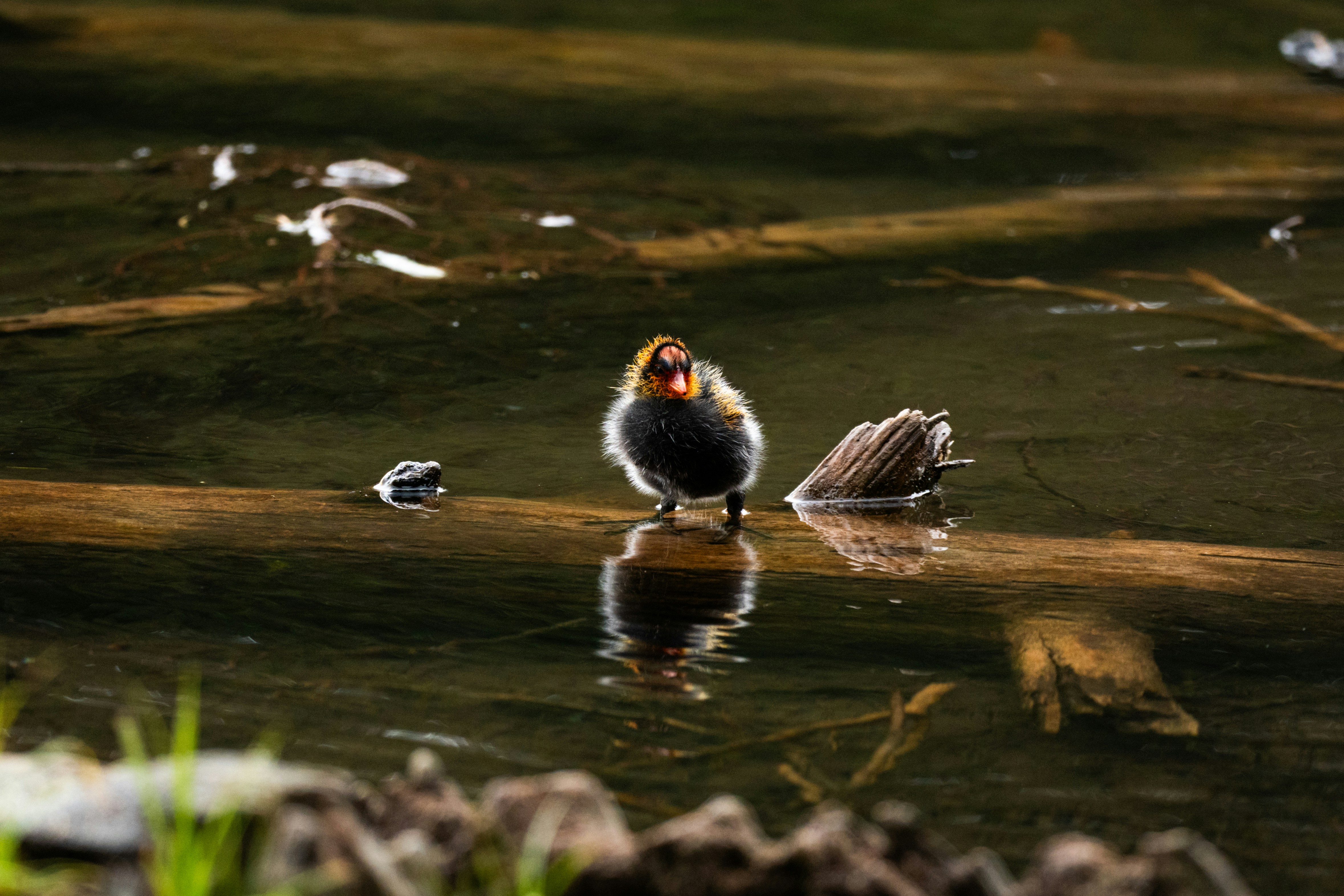A fluffy chick stands on a log in water.