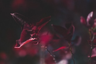 Dark red leaves with water droplets