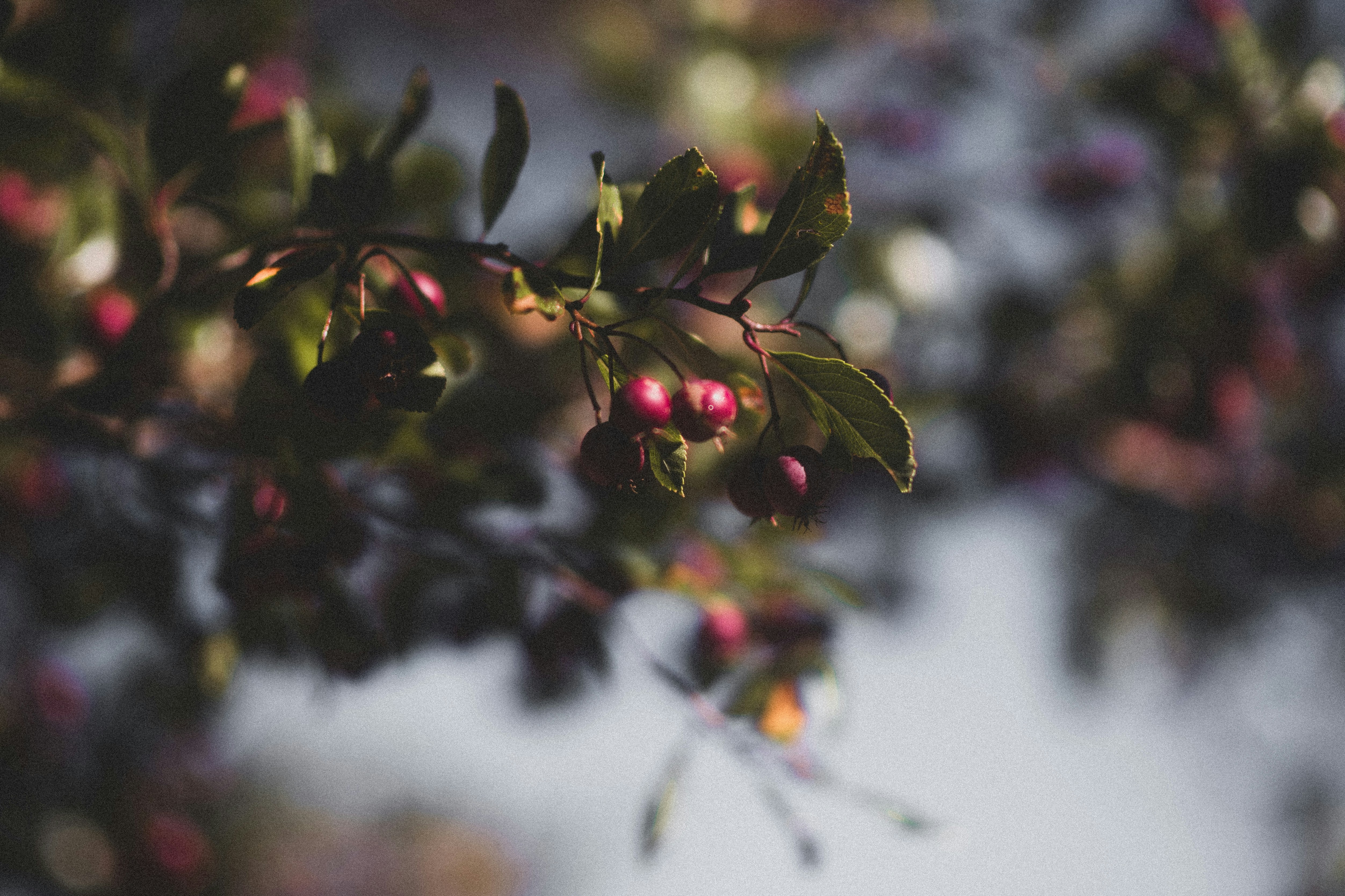 Photo by tayannphoto