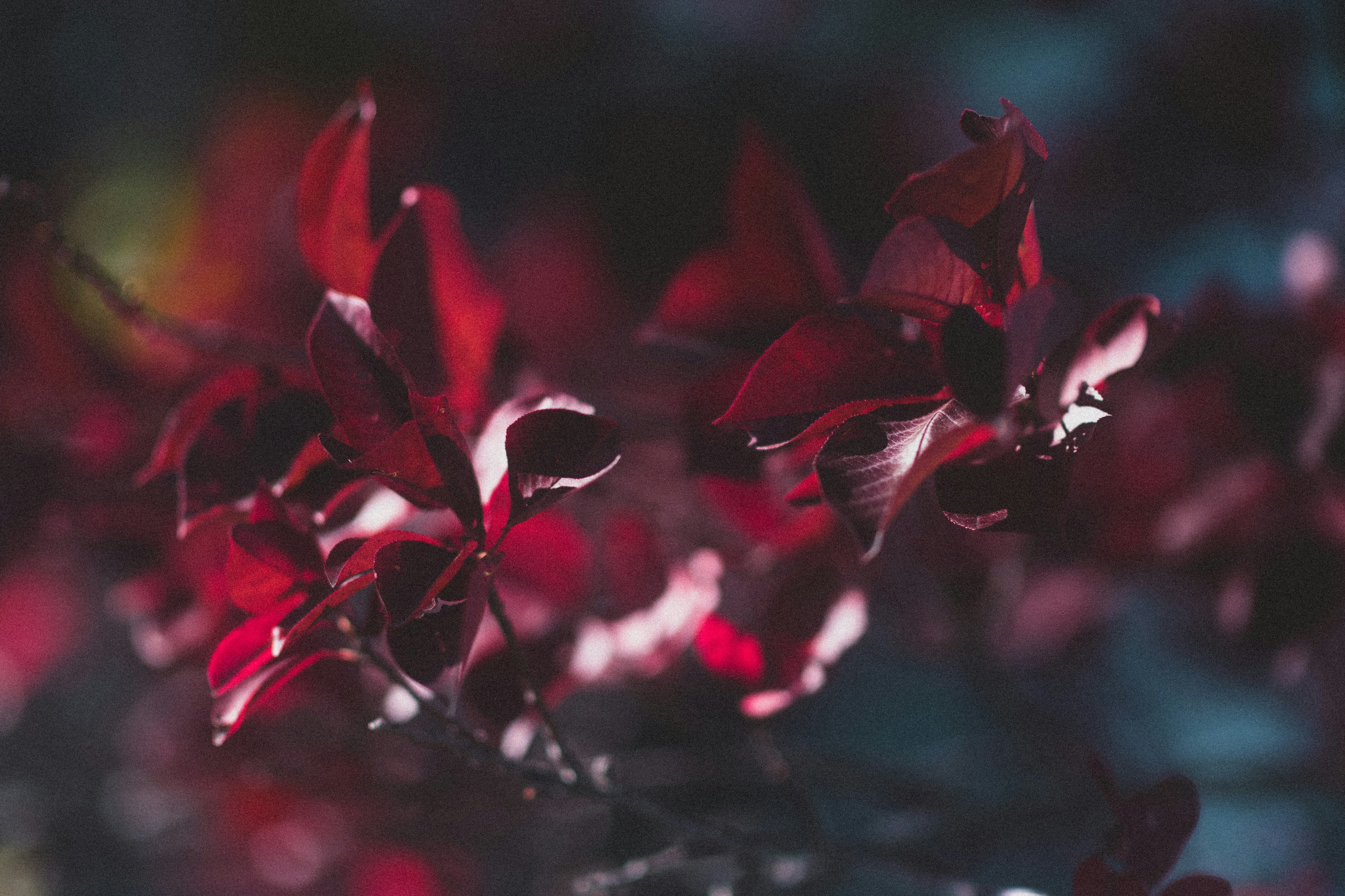 Photo by tayannphoto