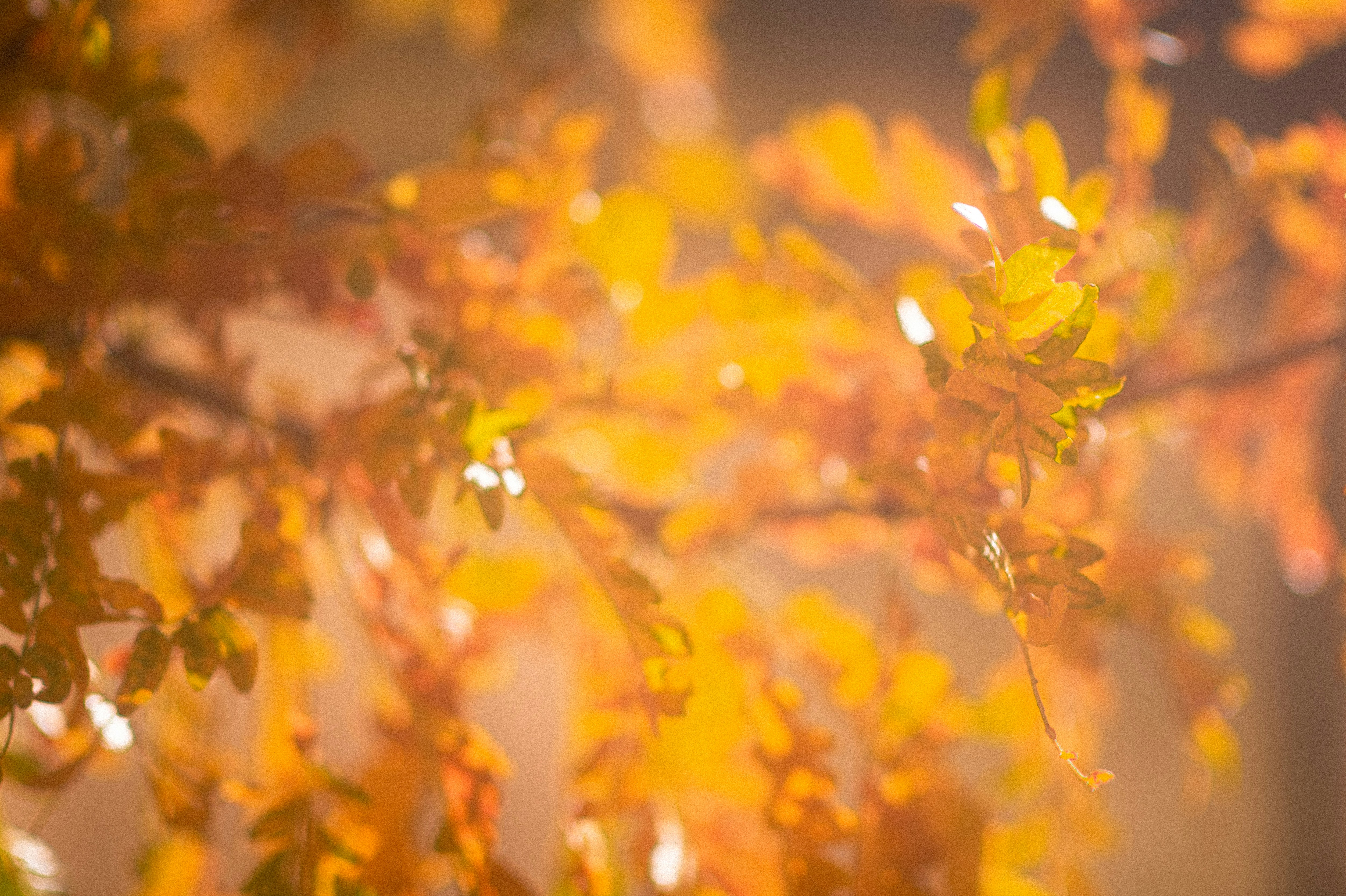 Photo by tayannphoto