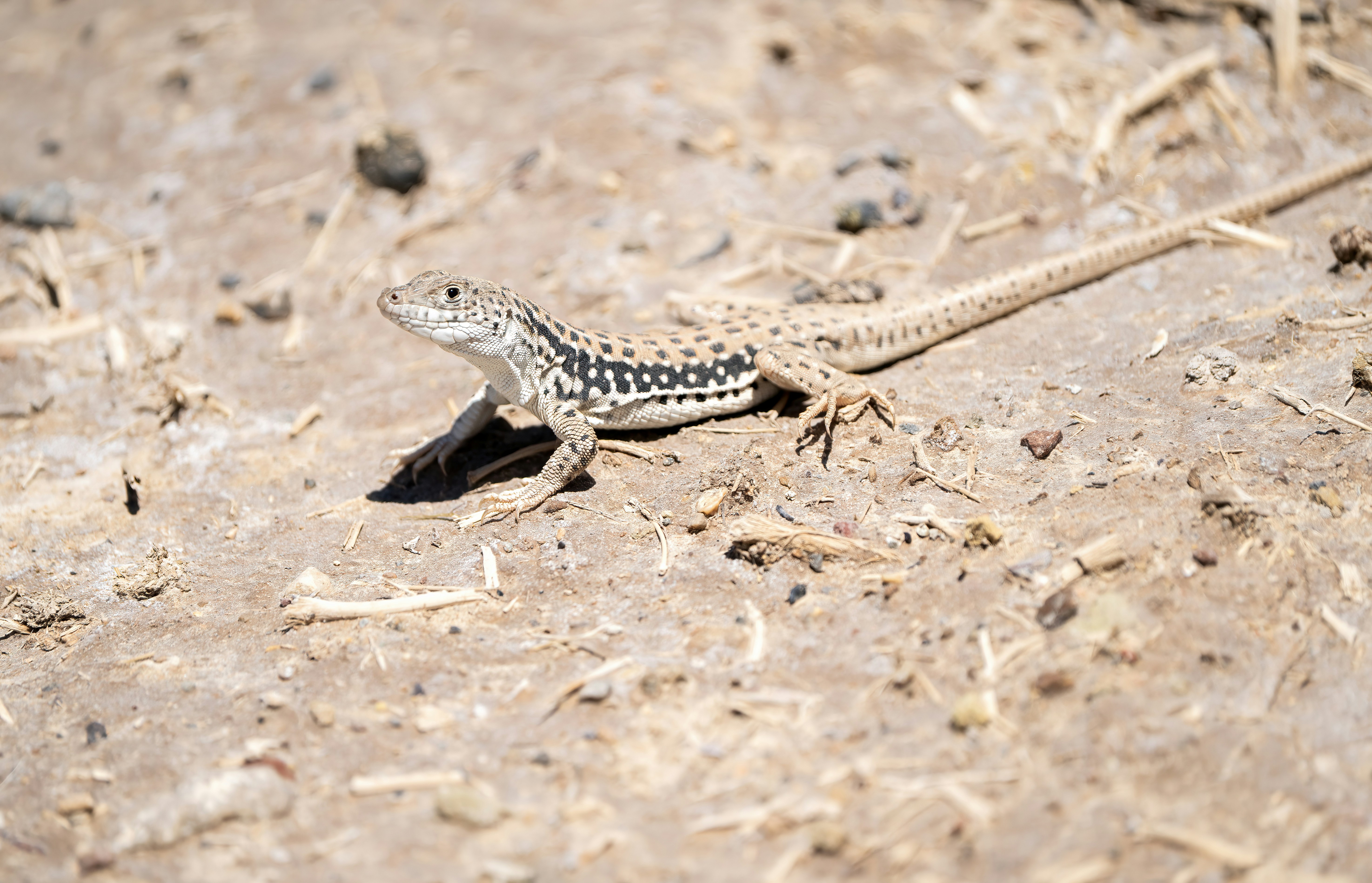 Photo by akbarnemati