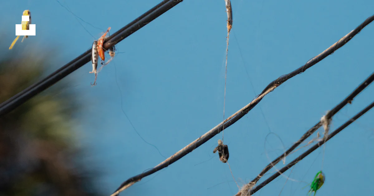 Bird Fishing Rope A bird sits on a wire with fishing lures. photo – Free Animal Image on ...