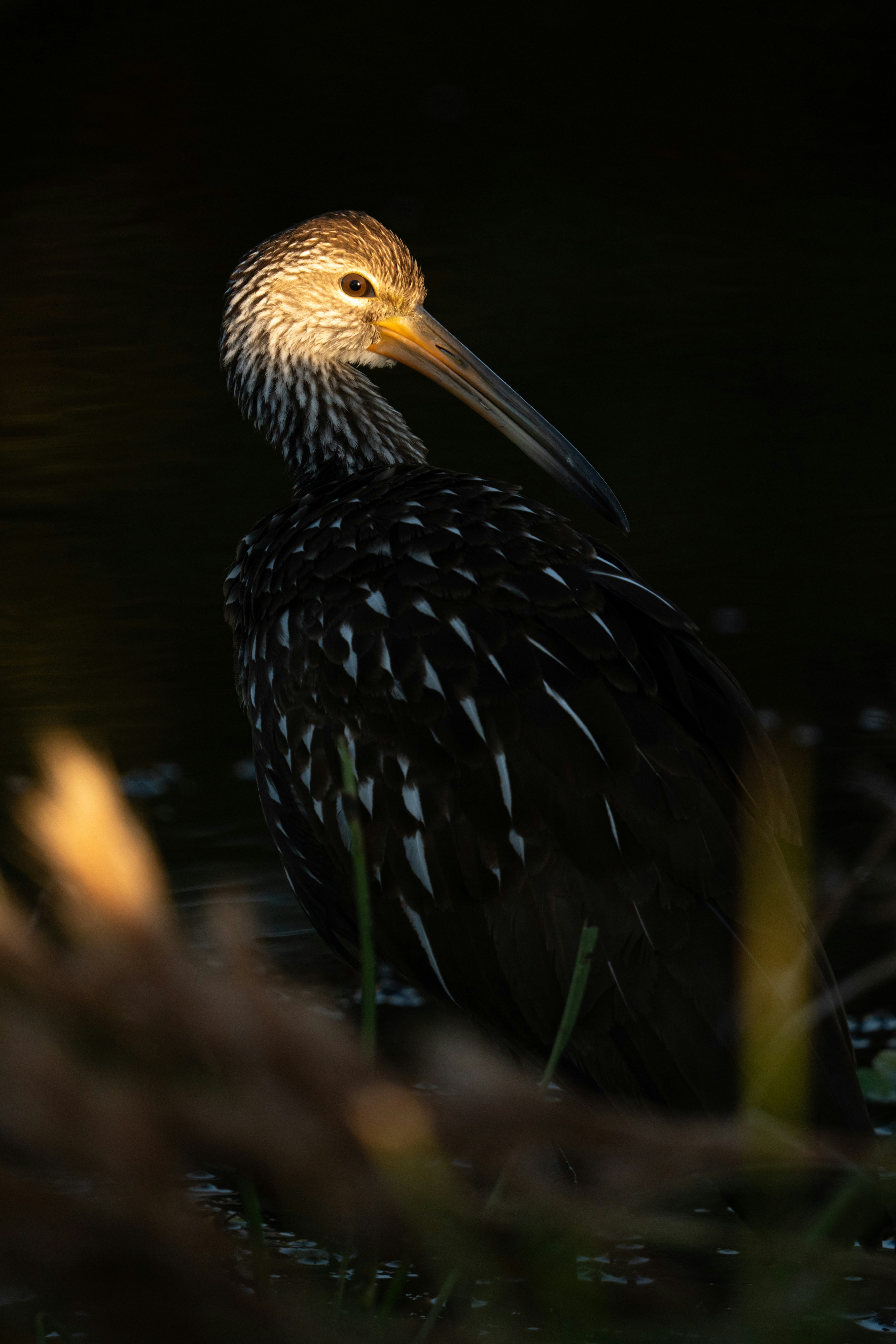 A limpkin bird with speckled feathers stands near water.