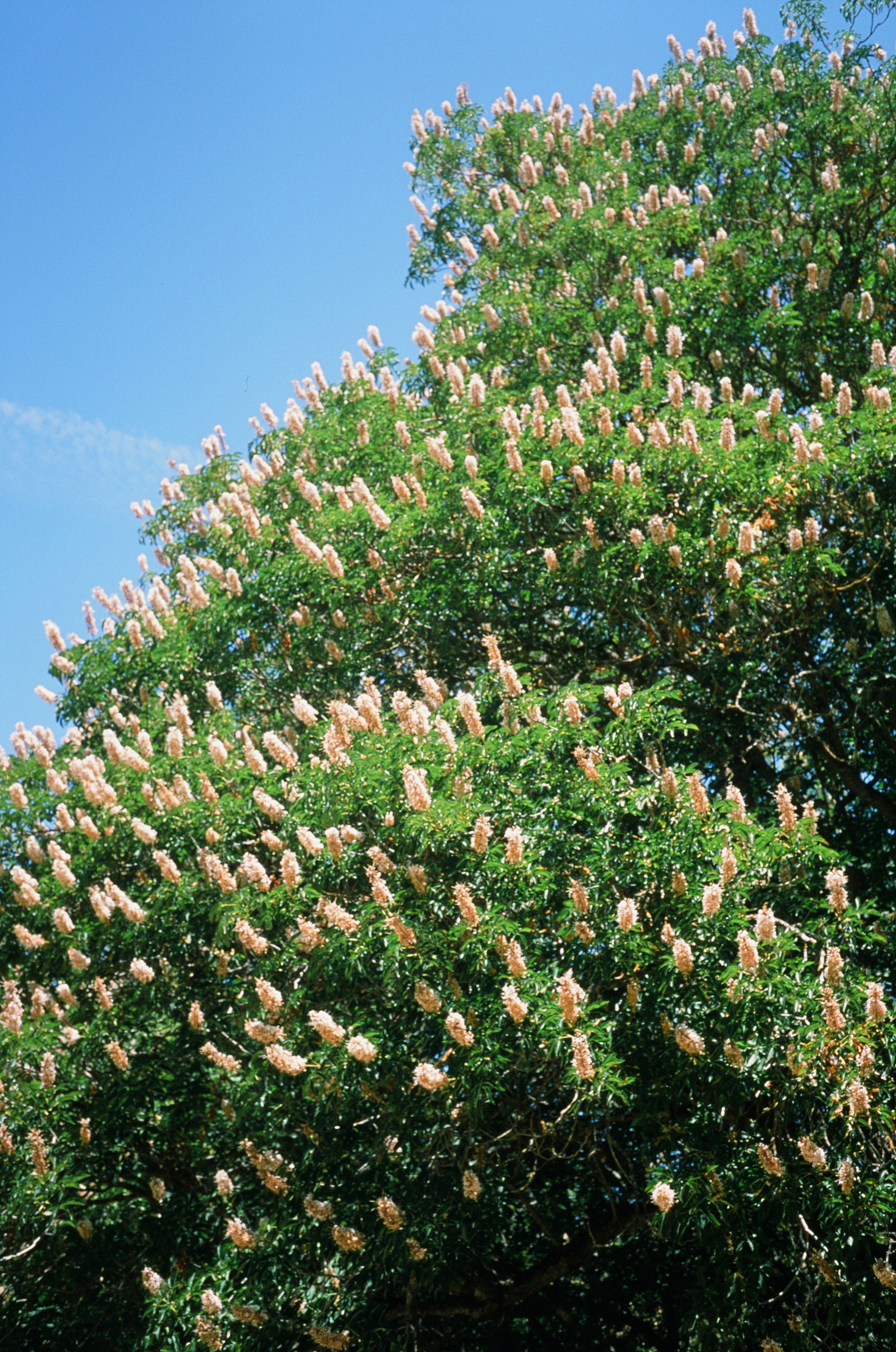 Flowering chestnut tree against a clear blue sky.