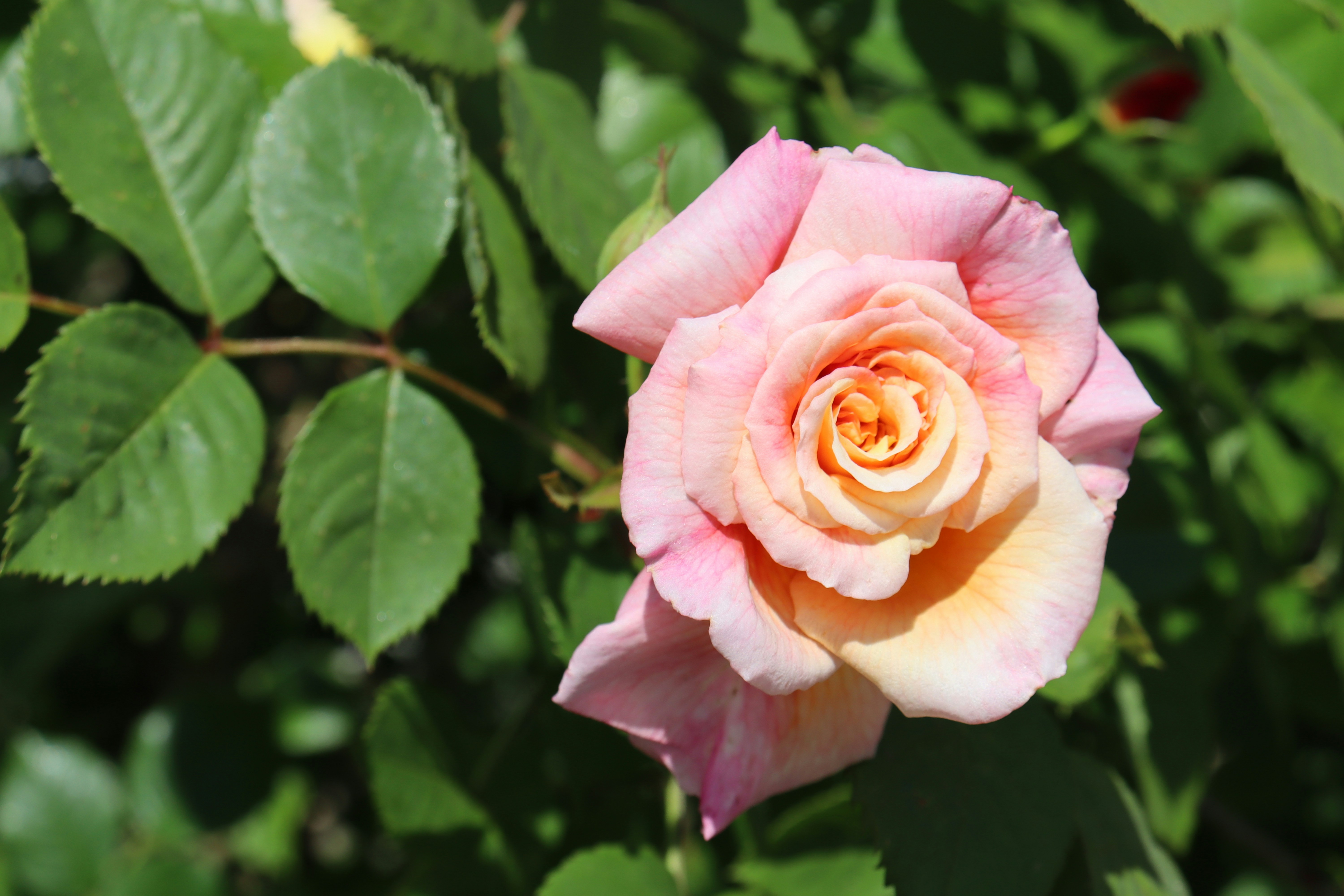 Photo by ninaricarda