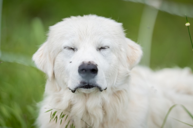A fluffy white dog with eyes closed in grass.