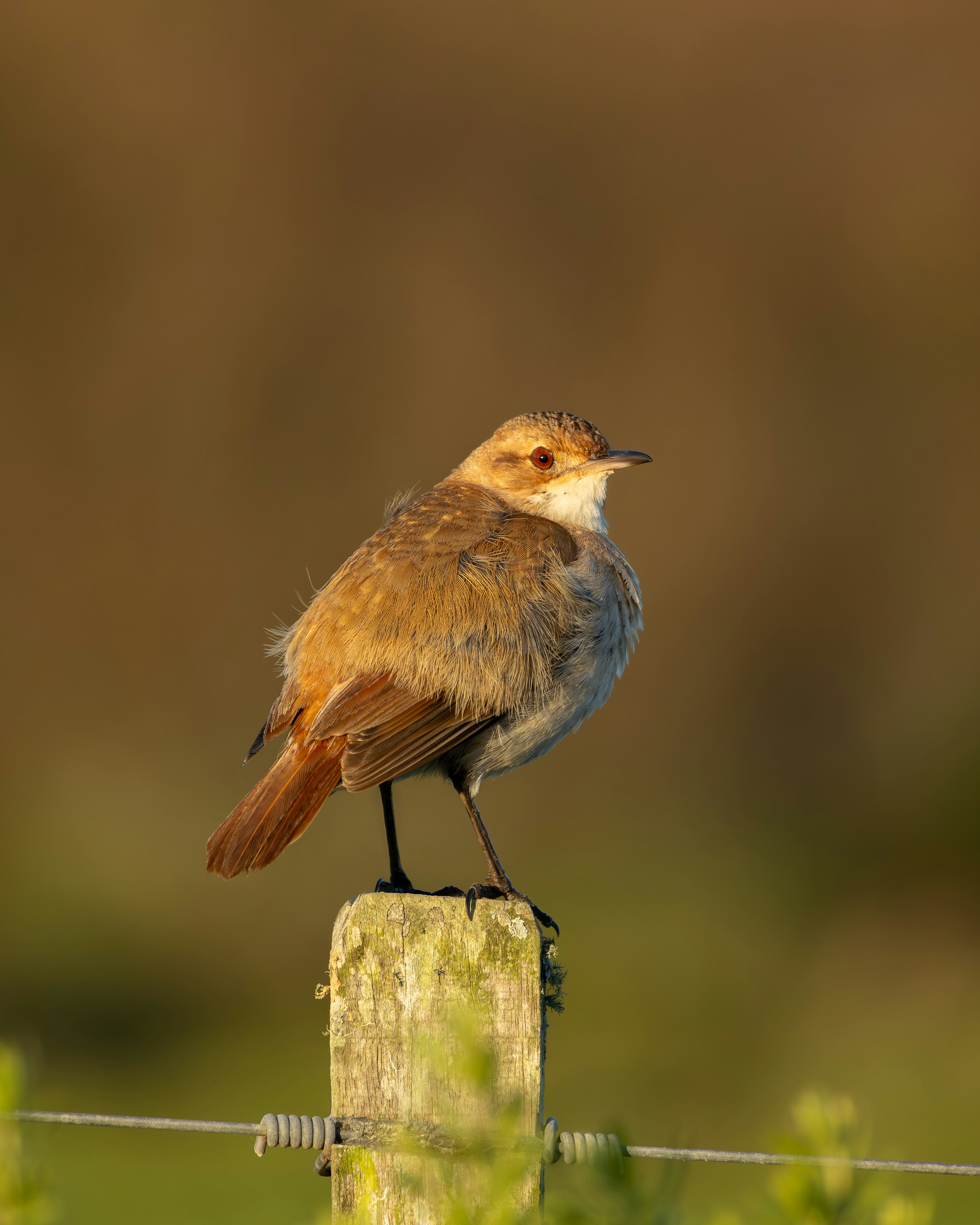 Photo by matheuskprot