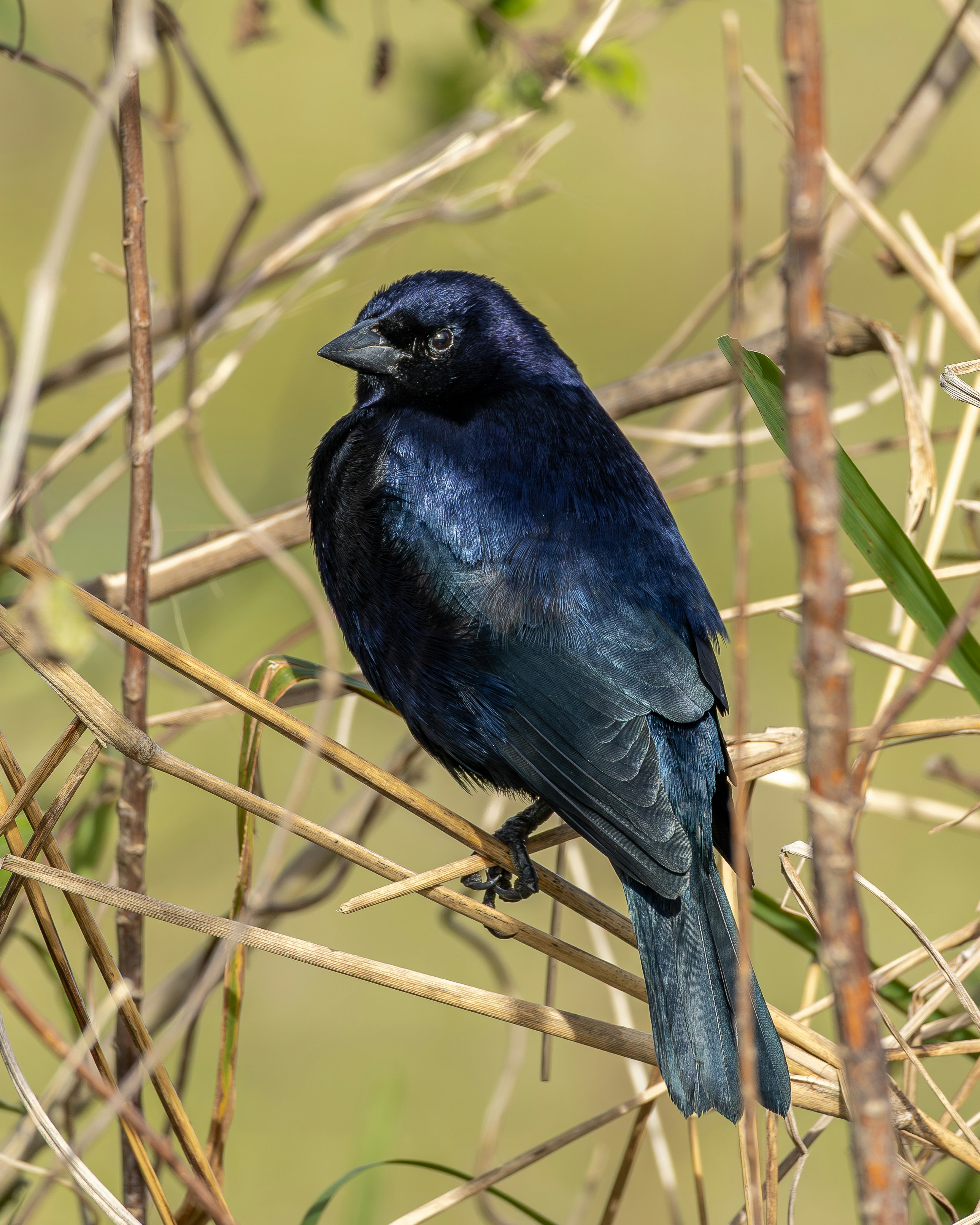 Photo by matheuskprot