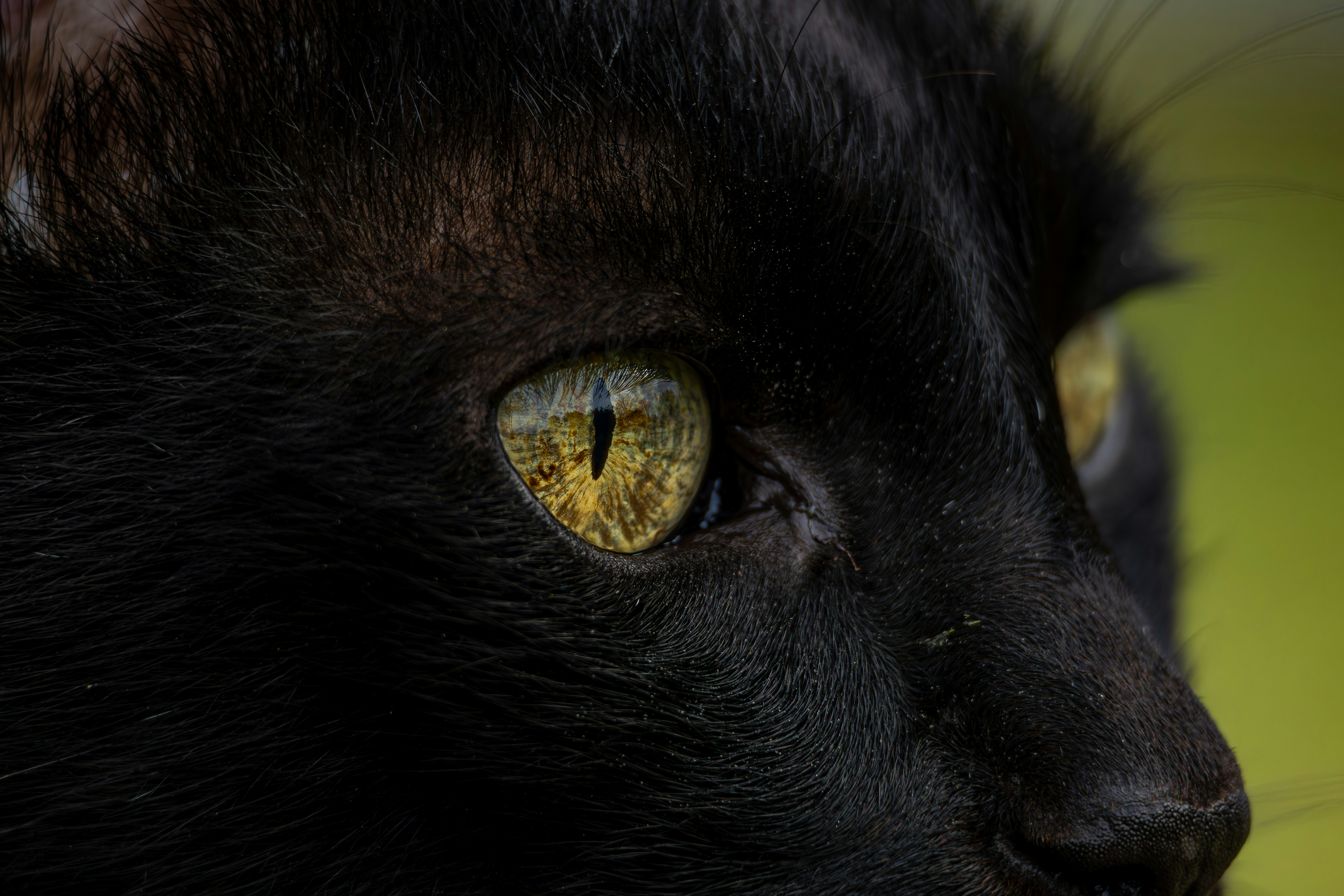 Close up of a black cat's yellow eyes.
