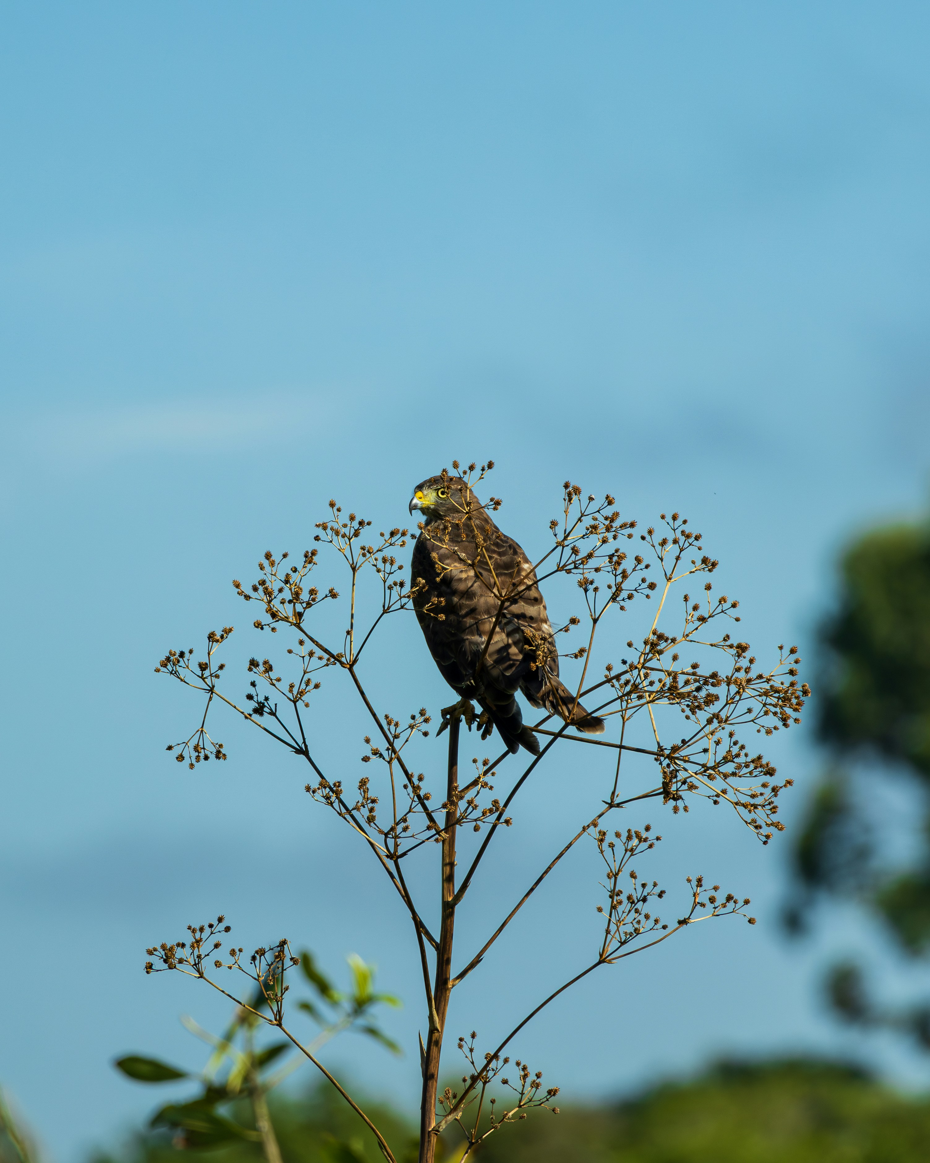 Photo by matheuskprot