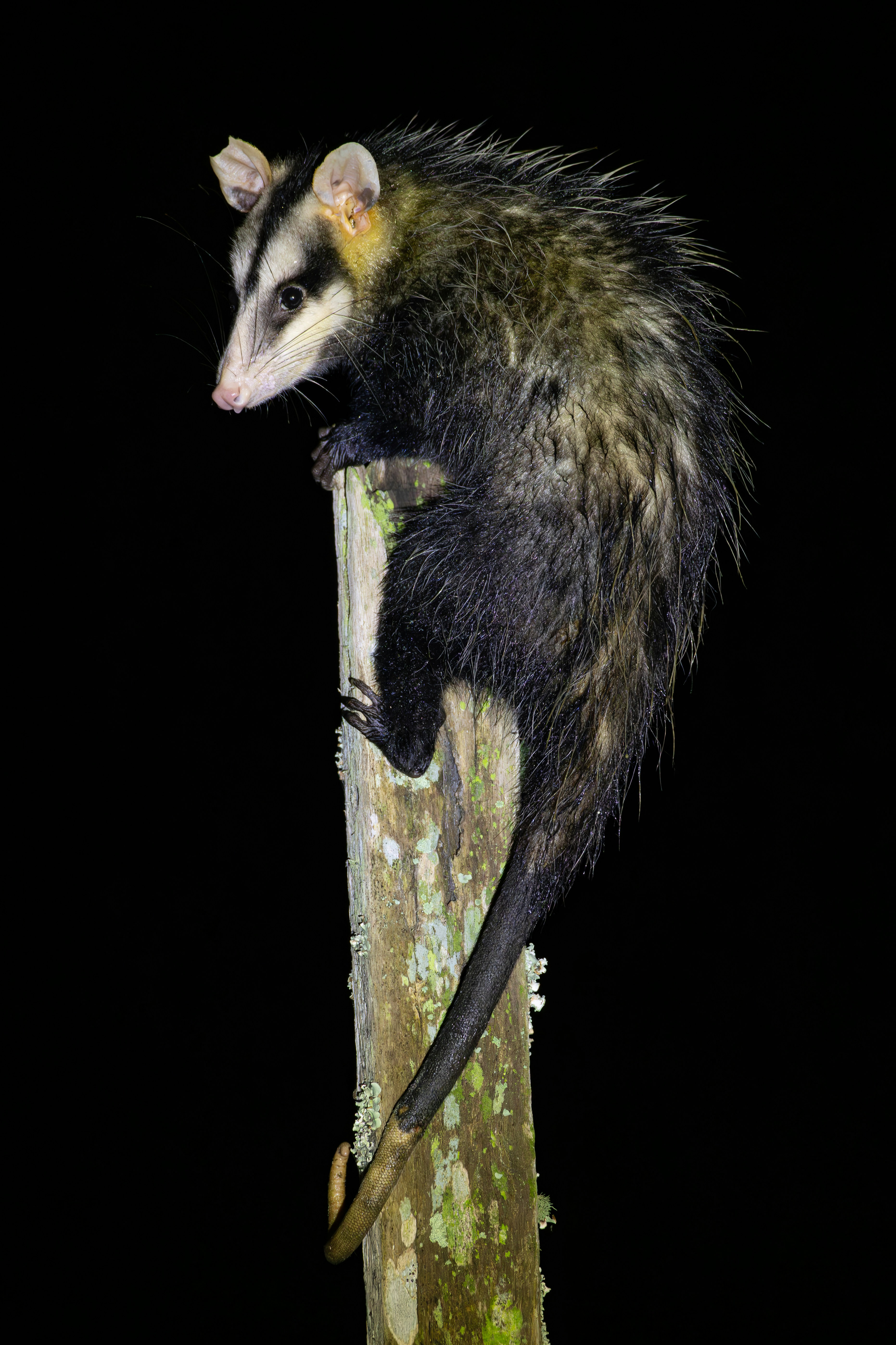 A white-eared opossum perched on a wooden post.