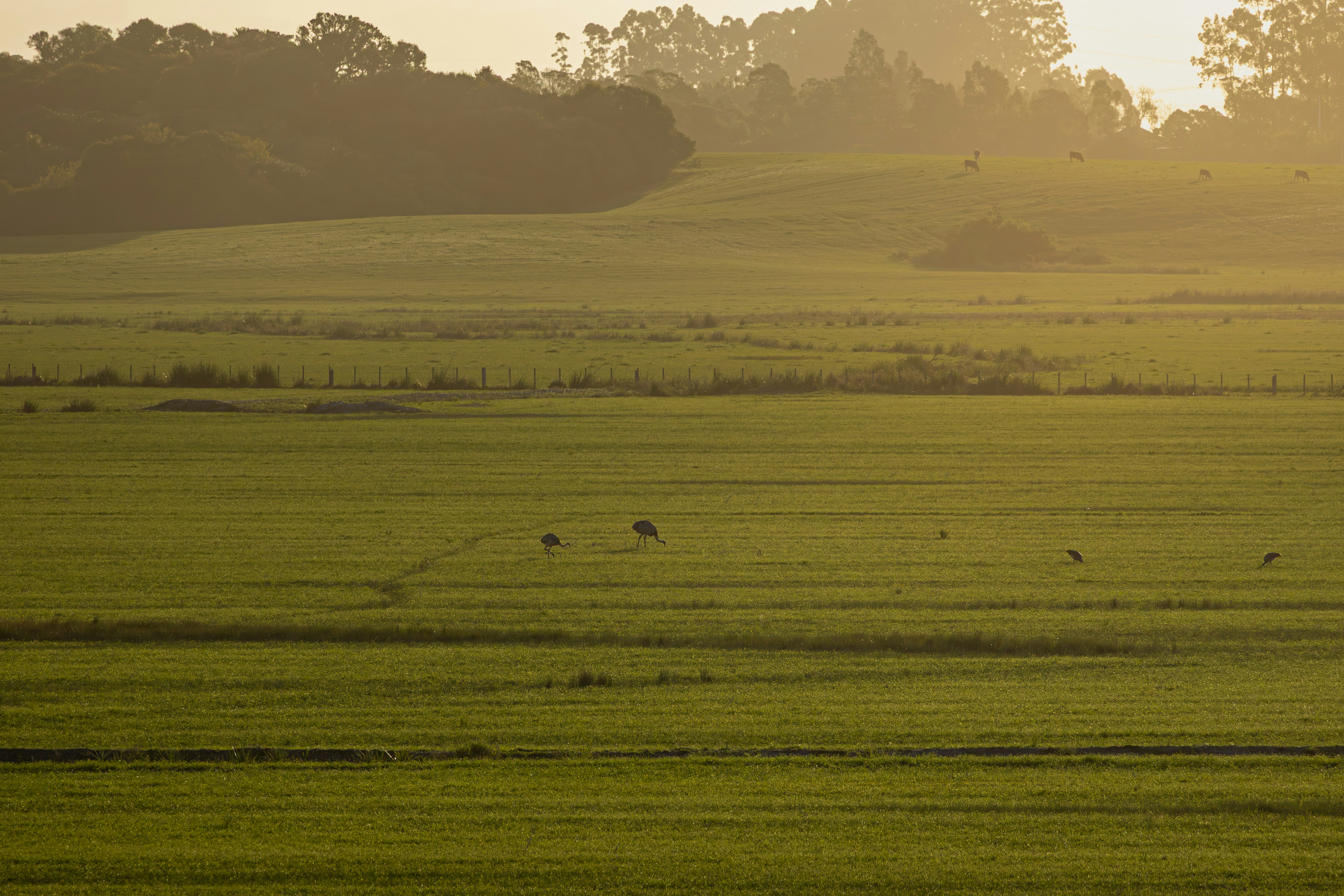 Strauße auf unserem weitläufigen Gehege
