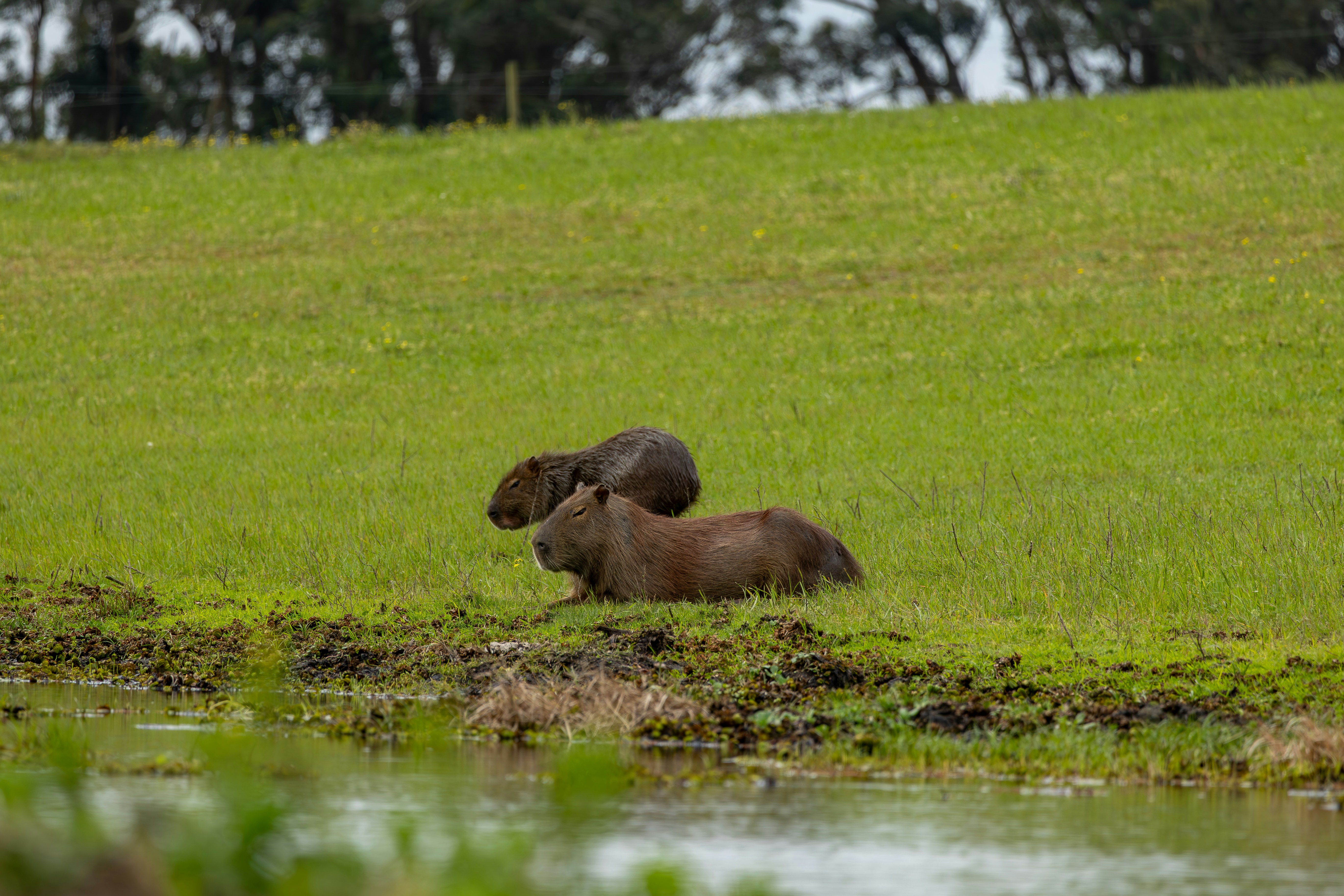 Photo by matheuskprot