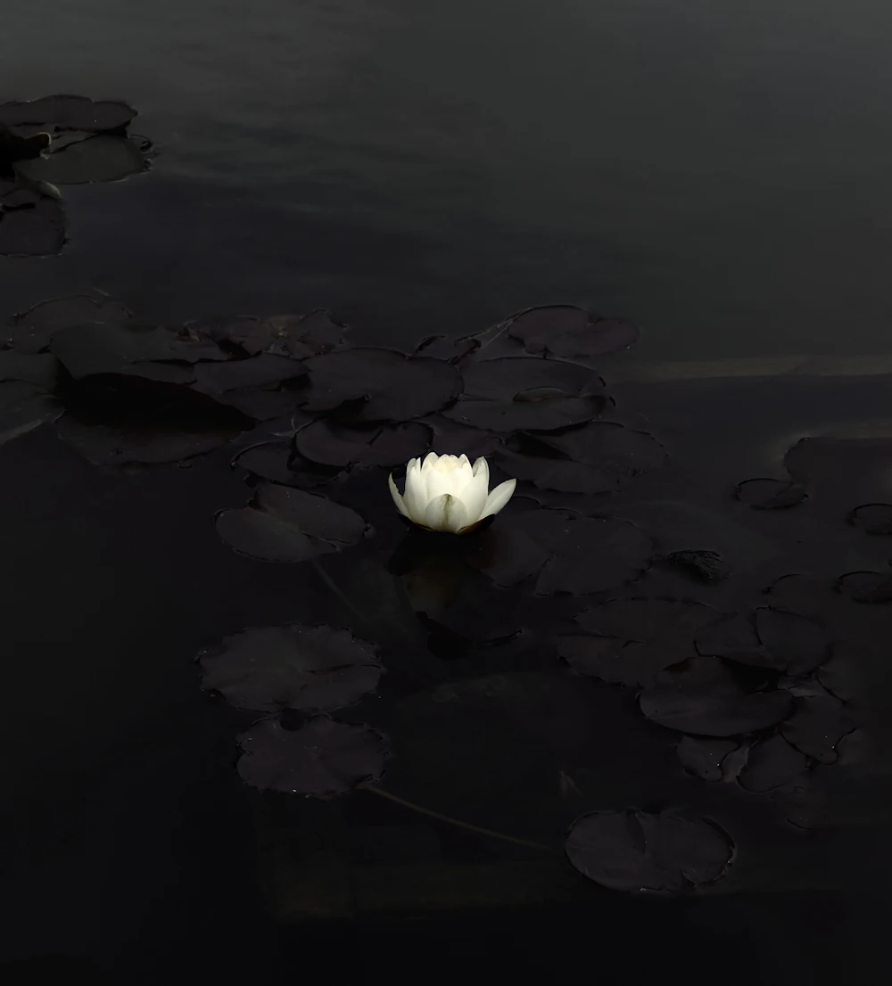 A single white water lily floating on dark water