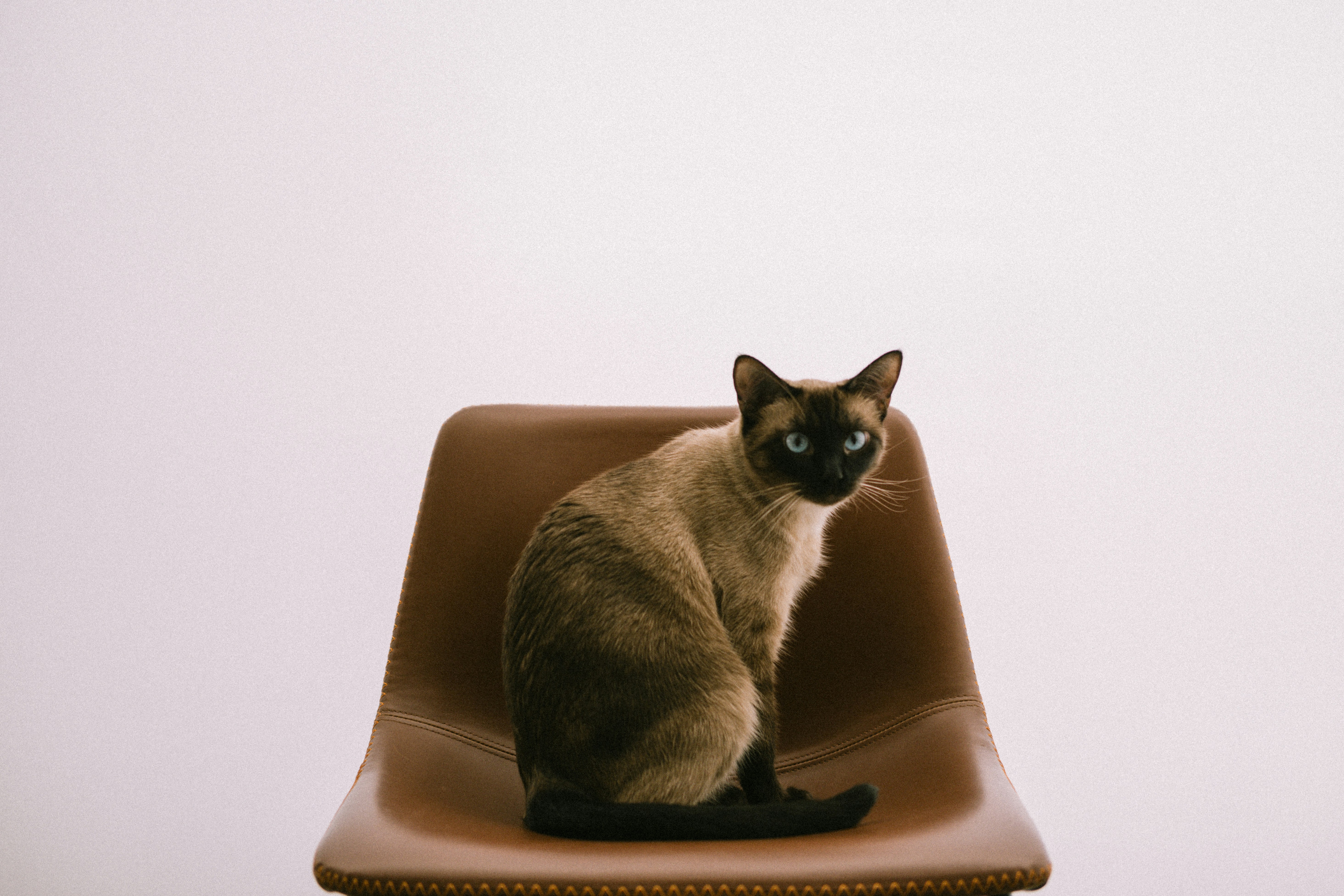 A siamese cat sits on a brown chair.