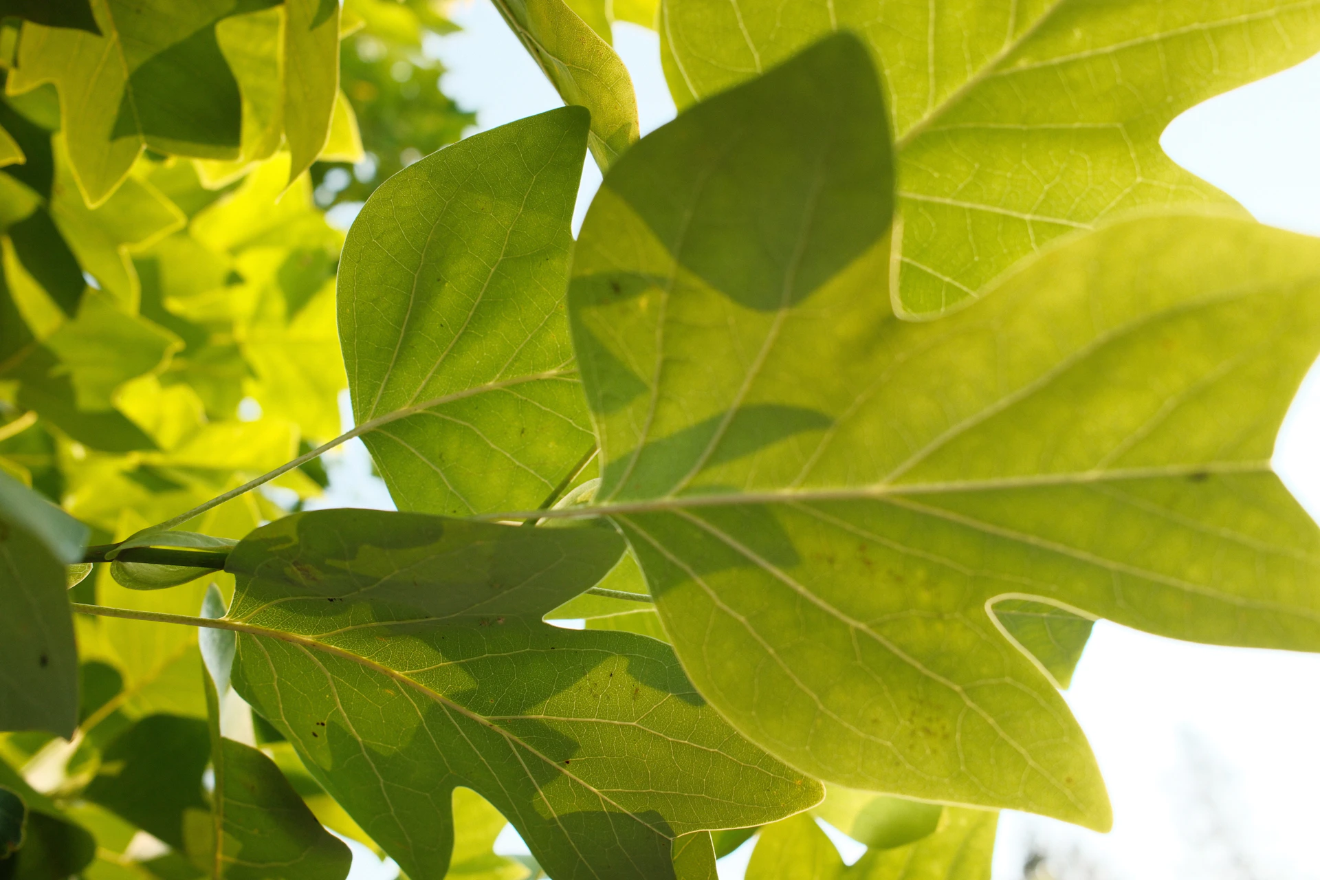 Close-up of green leaves against a bright sky.