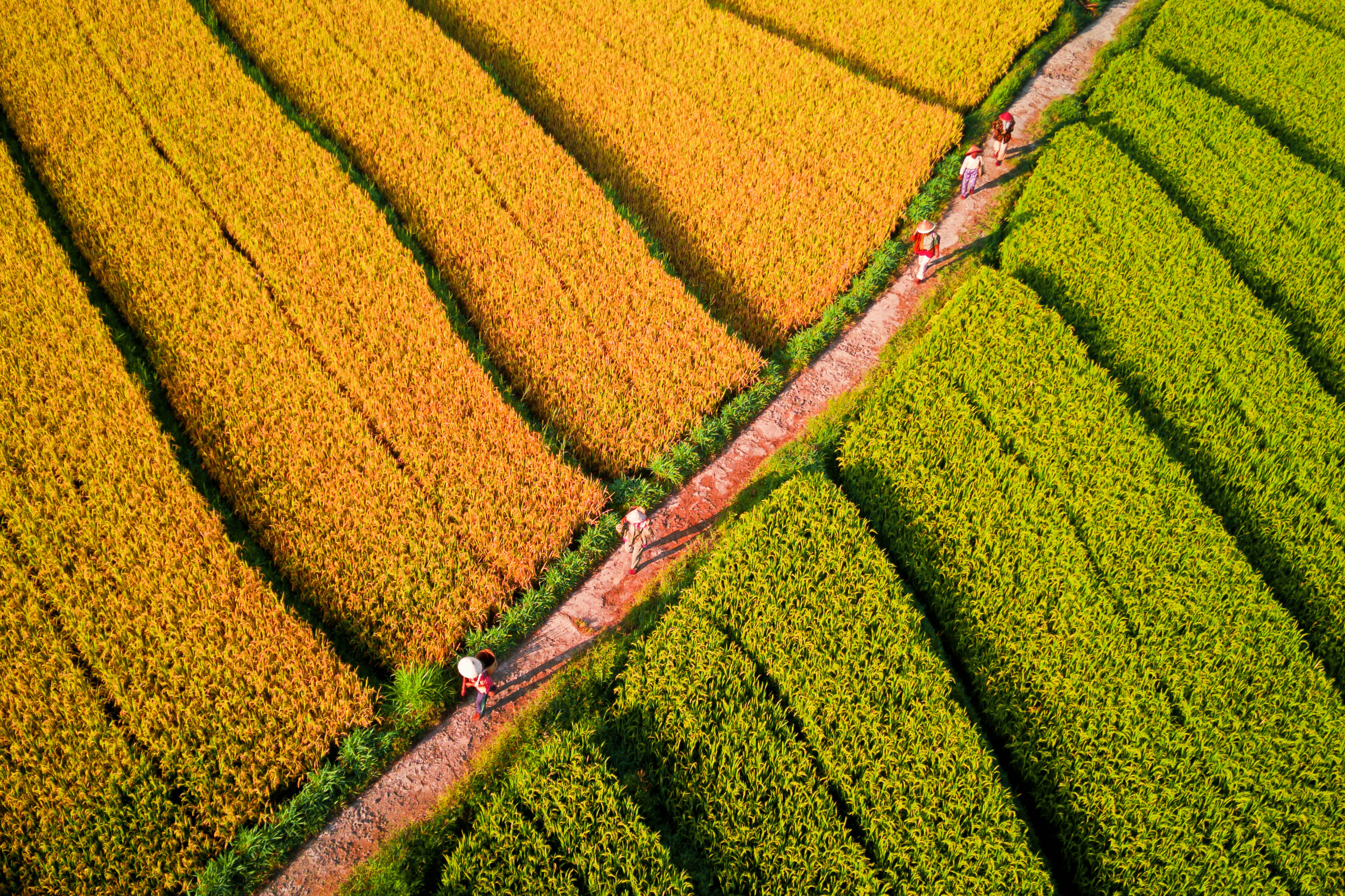 aerial photo of farmers walking in the rice fields