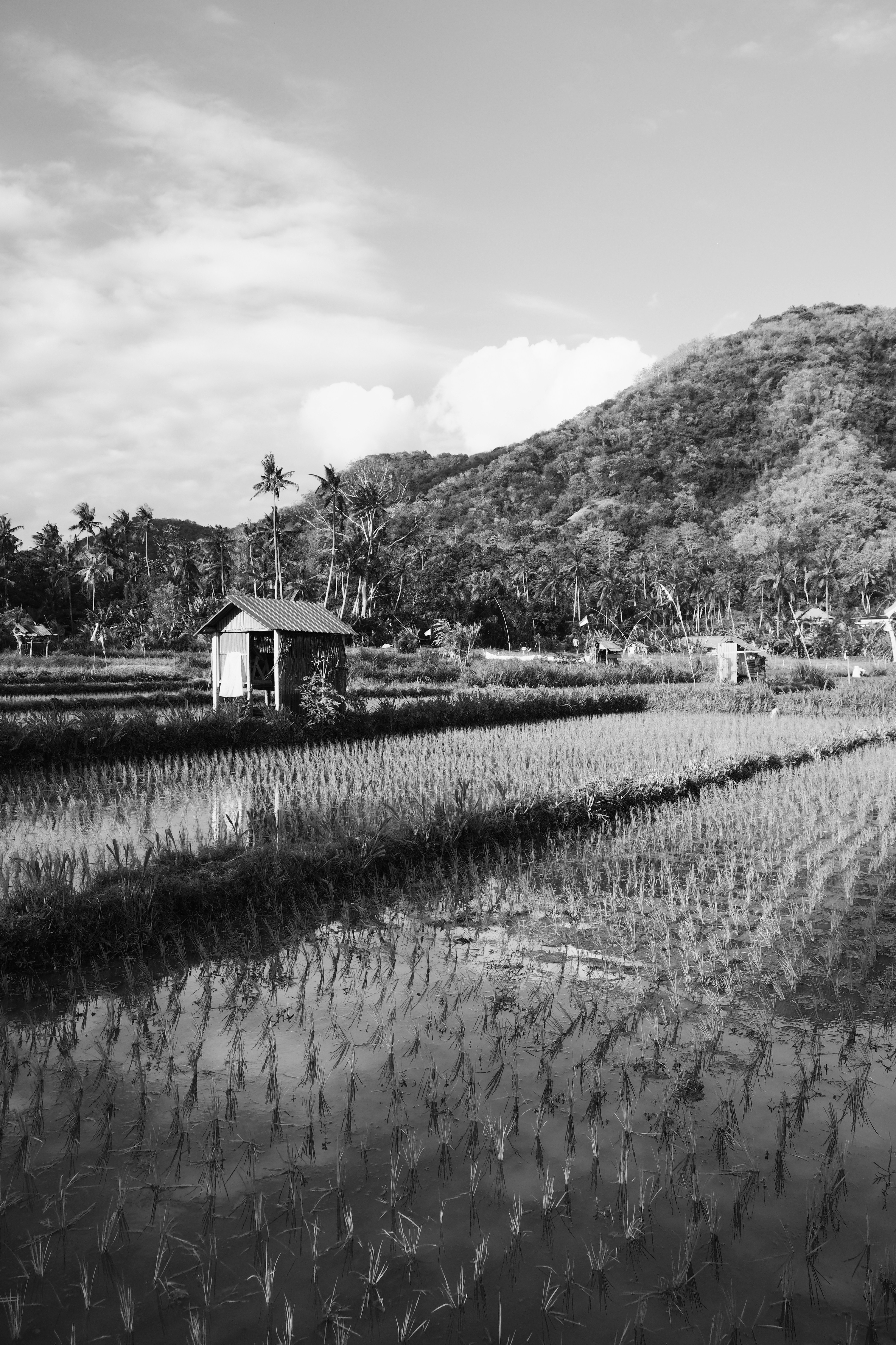 minimalist rice water, wallpaper, Rice Water for Acne: Benefits, How to Use & More 2