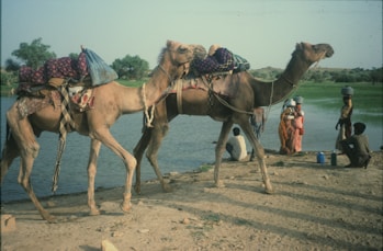 Two camels loaded with goods near a body of water.