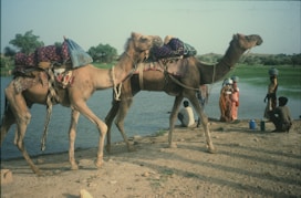 Two camels loaded with goods near a body of water.