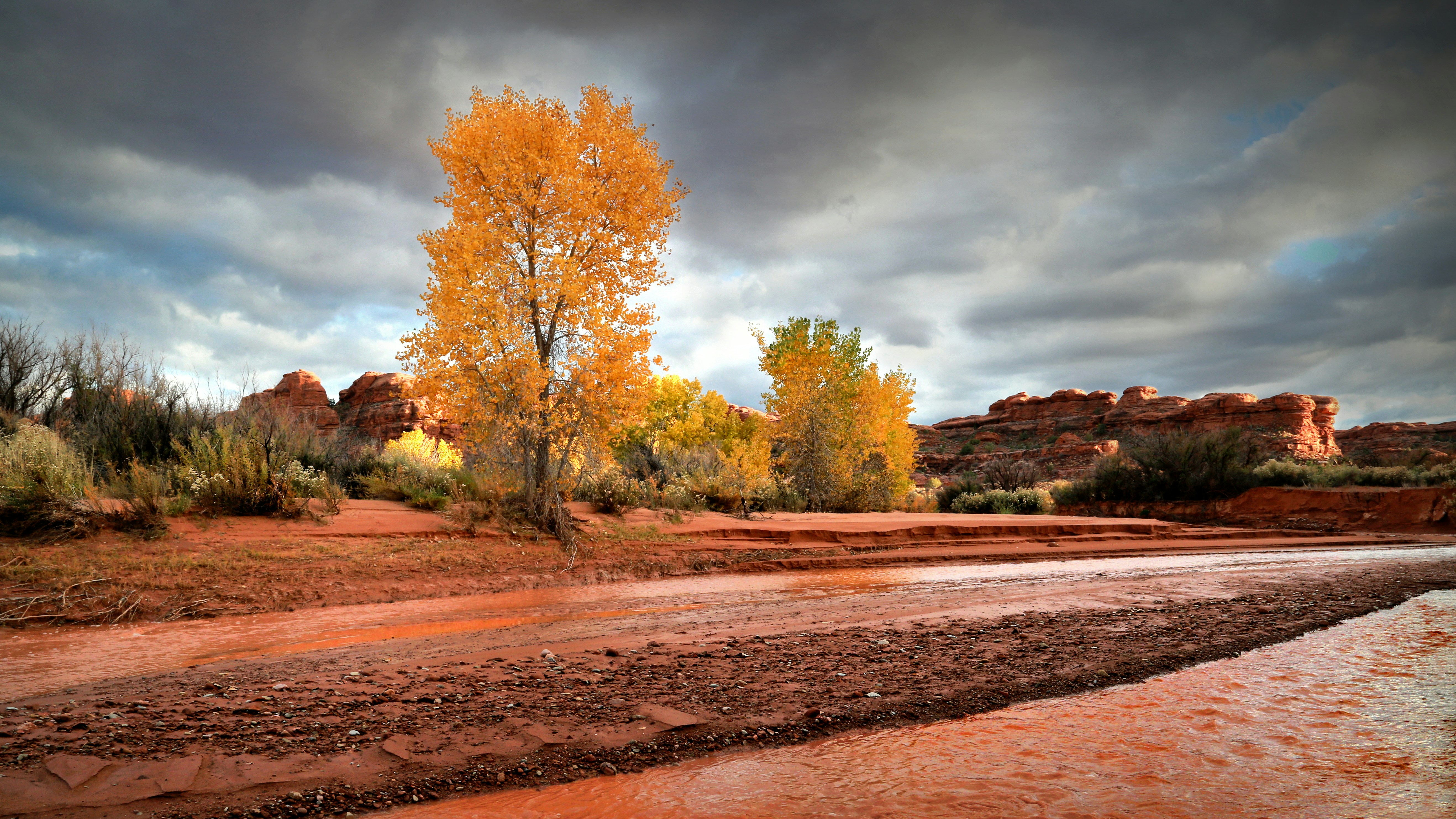 Autumn trees in a desert landscape under dramatic sky
