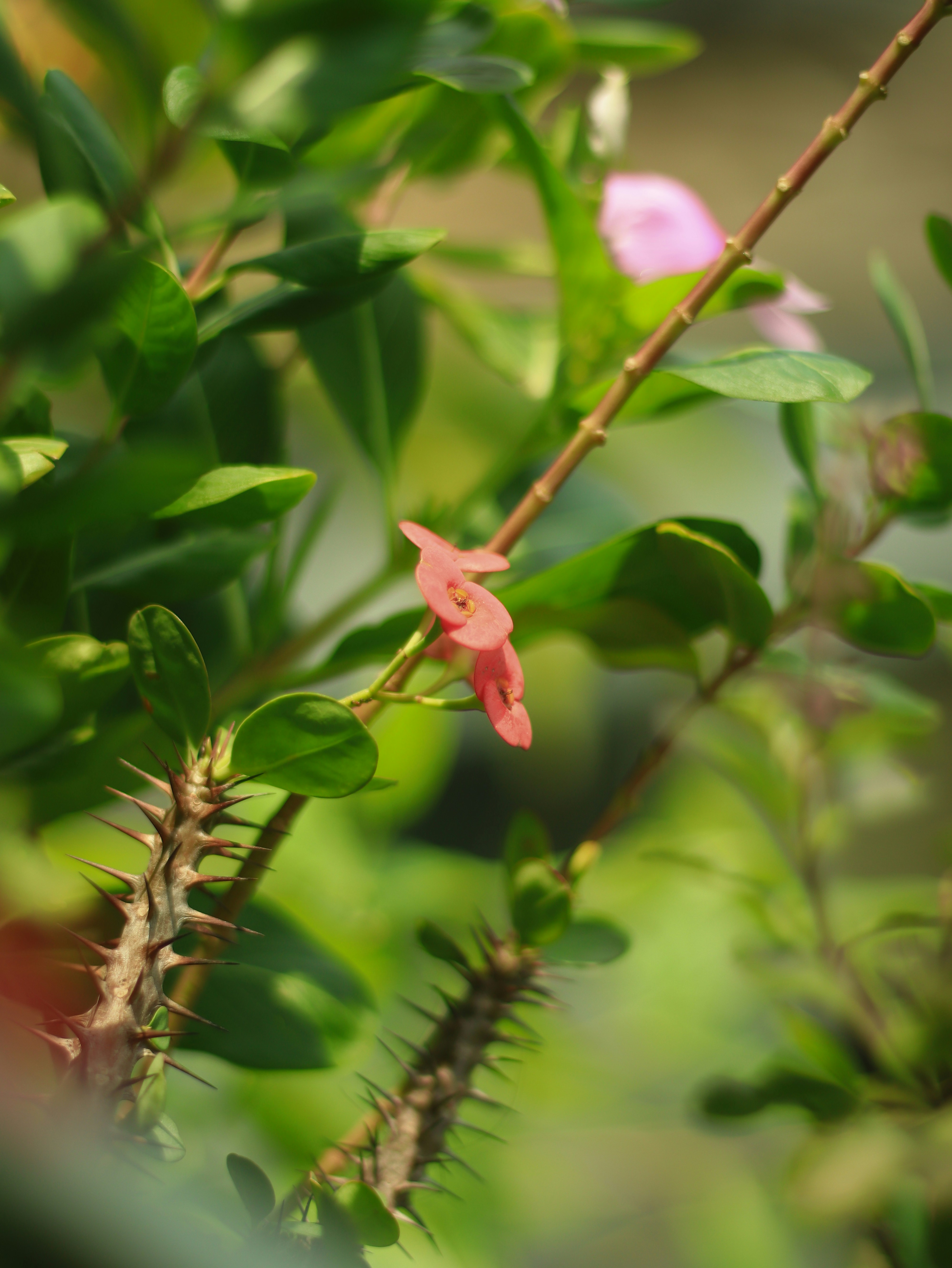 Photo by musabbir_hossain