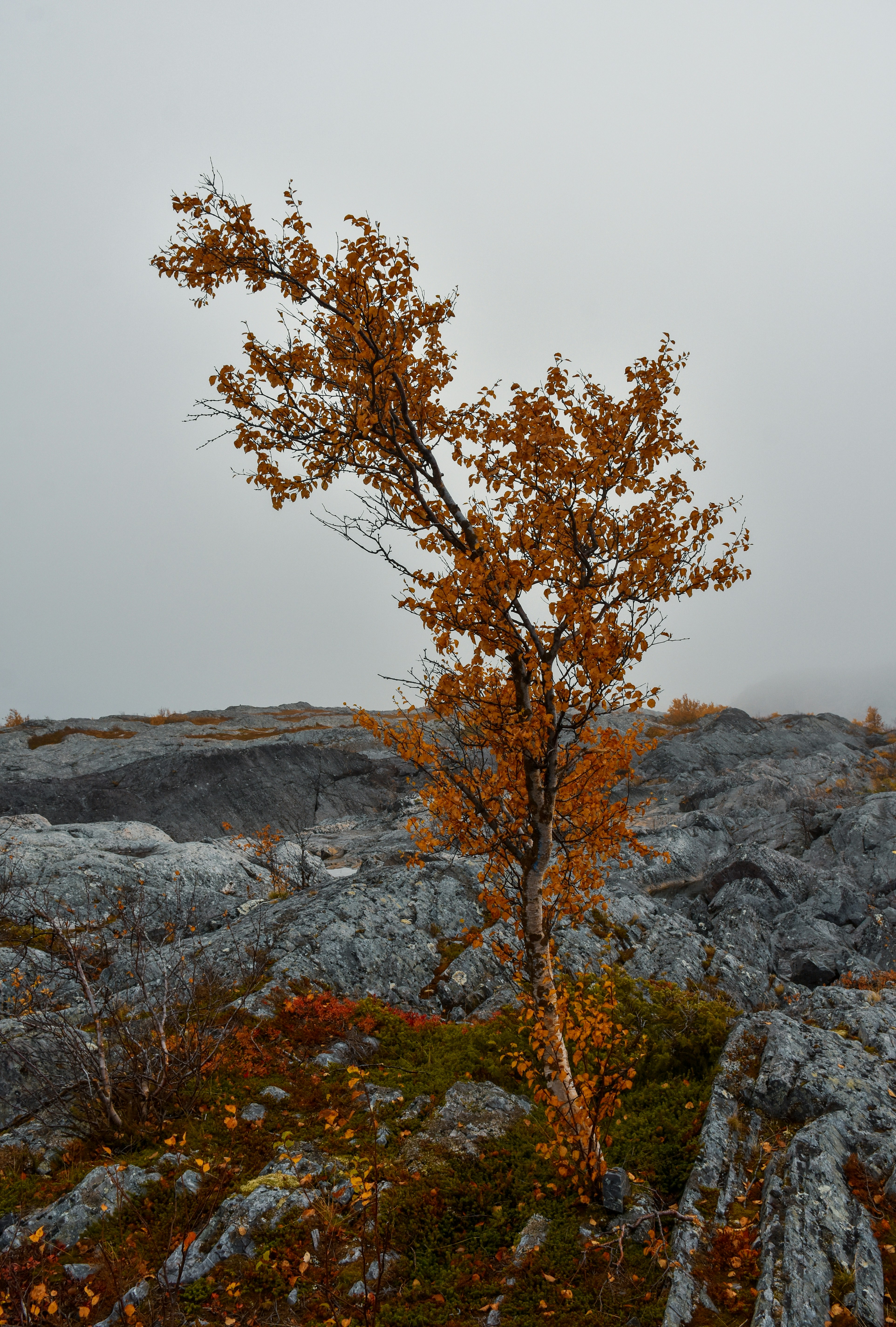 Photo by niklasjonasson