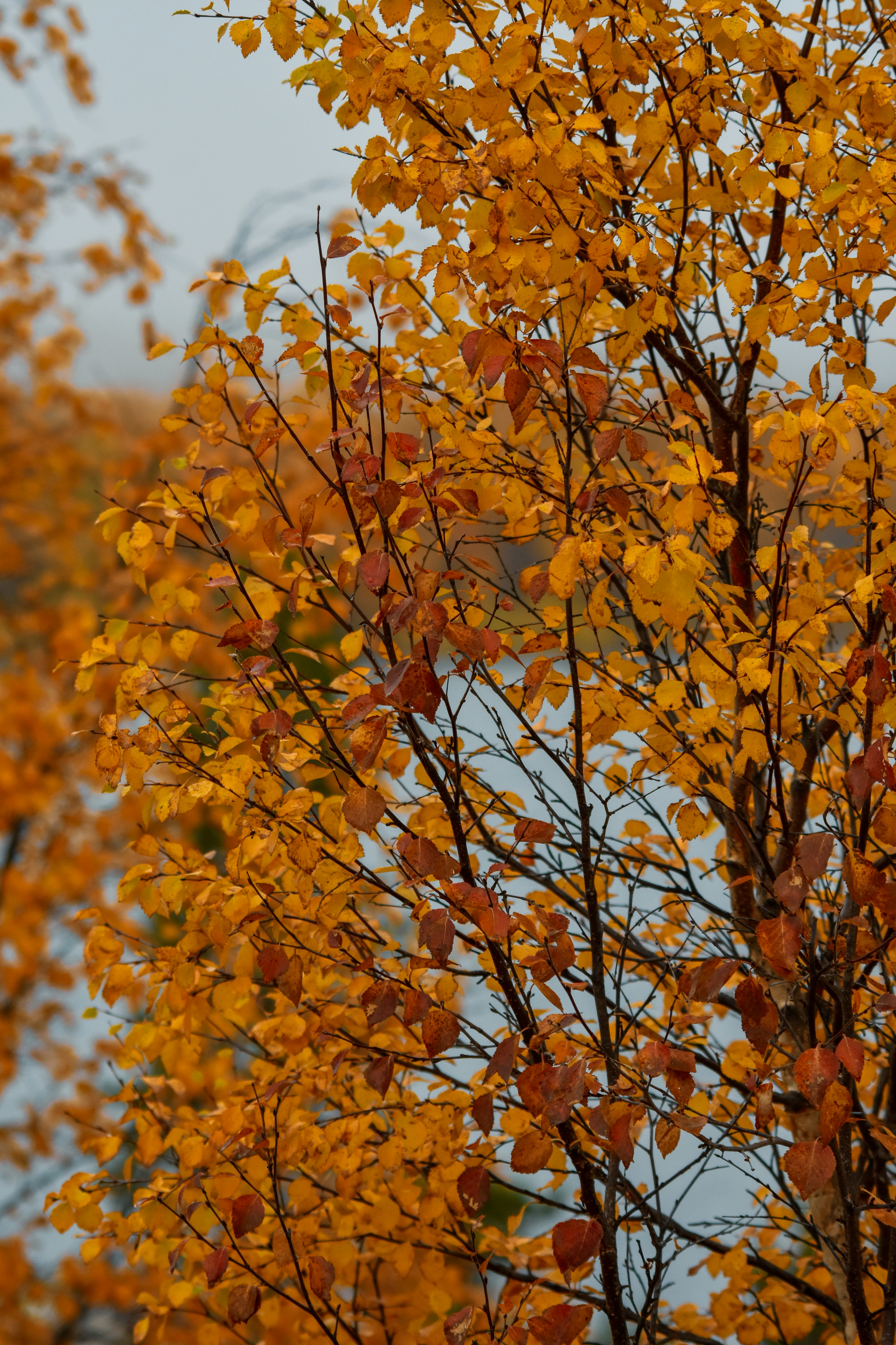 Photo by niklasjonasson