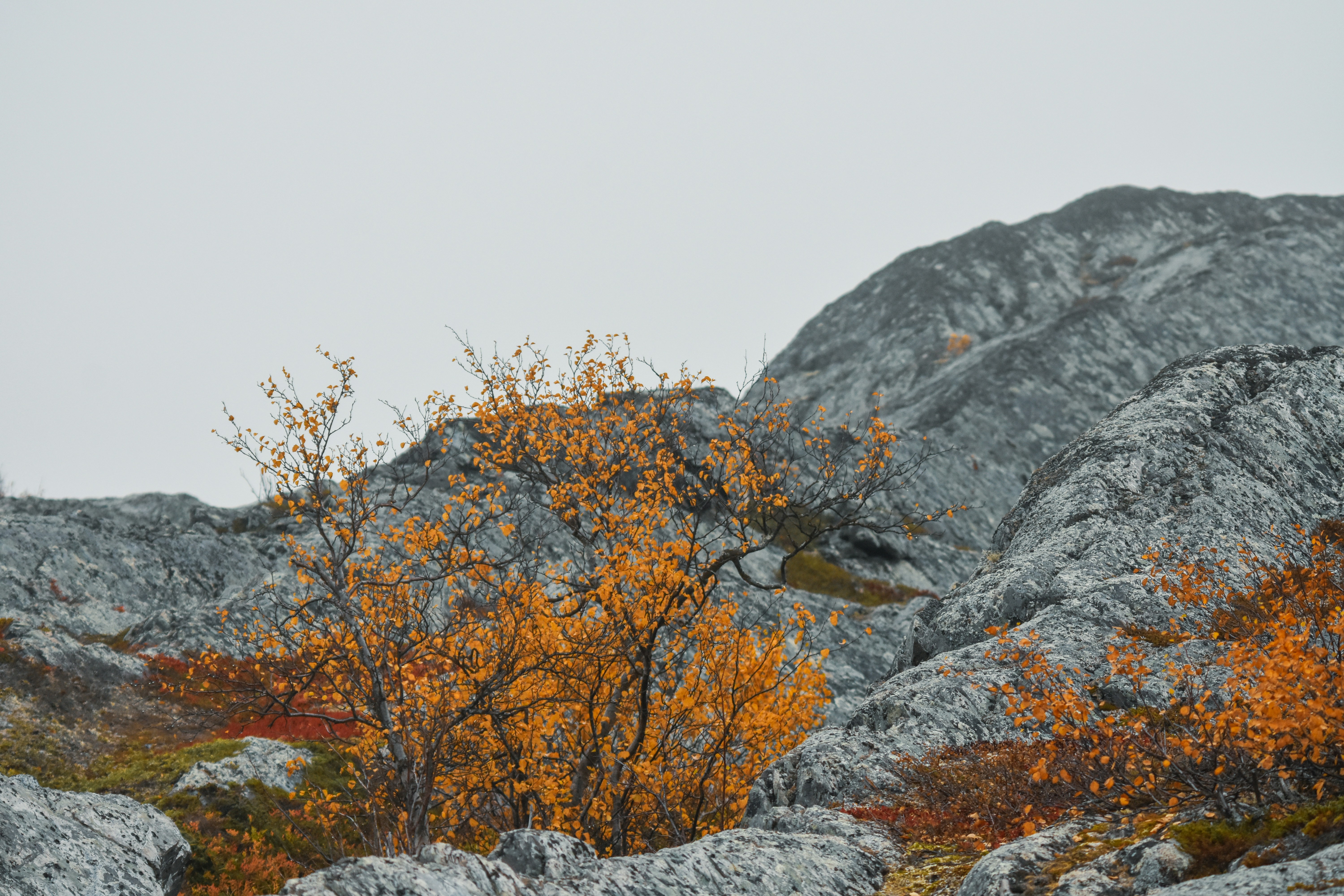 Photo by niklasjonasson