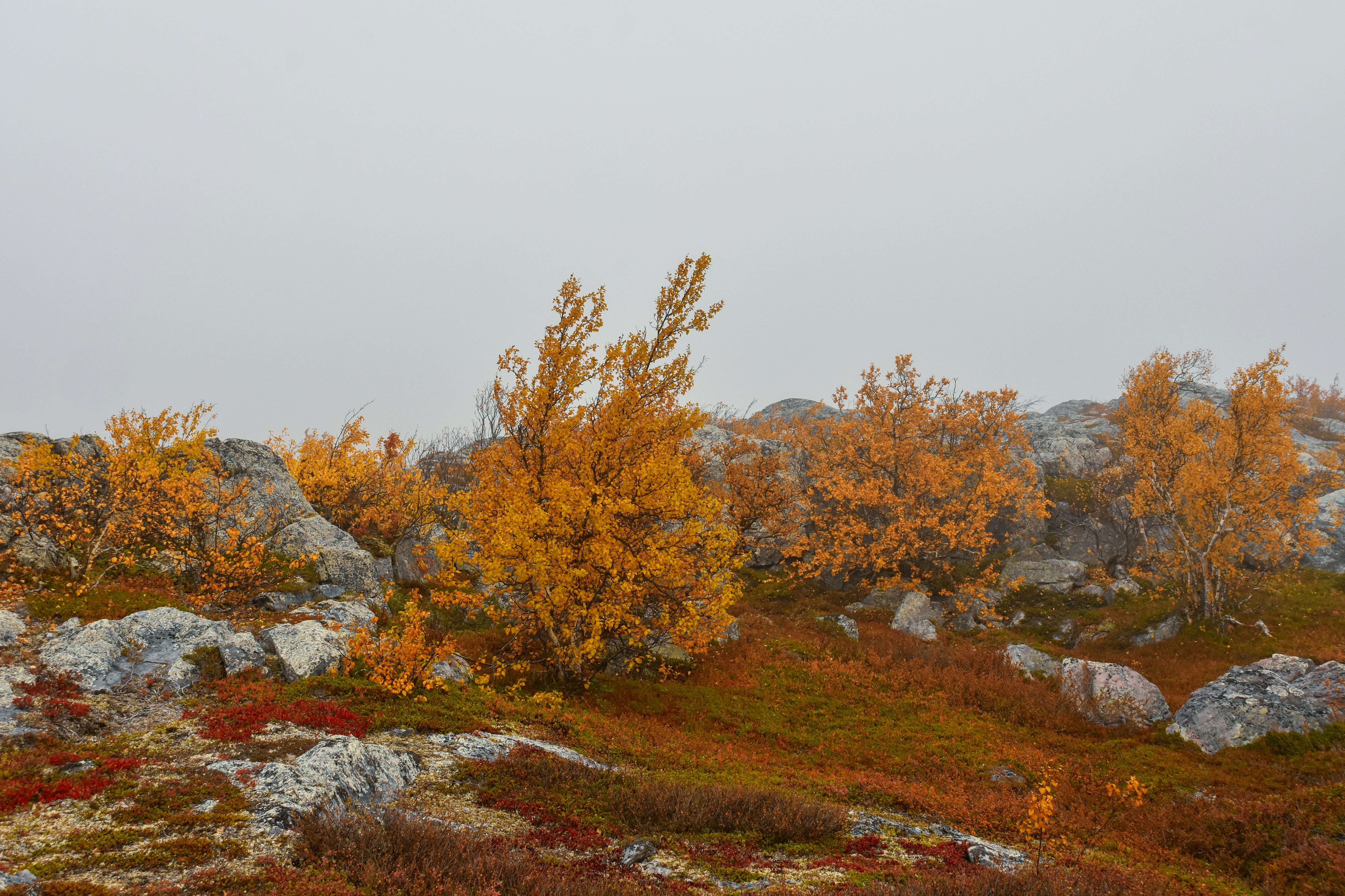 Photo by niklasjonasson