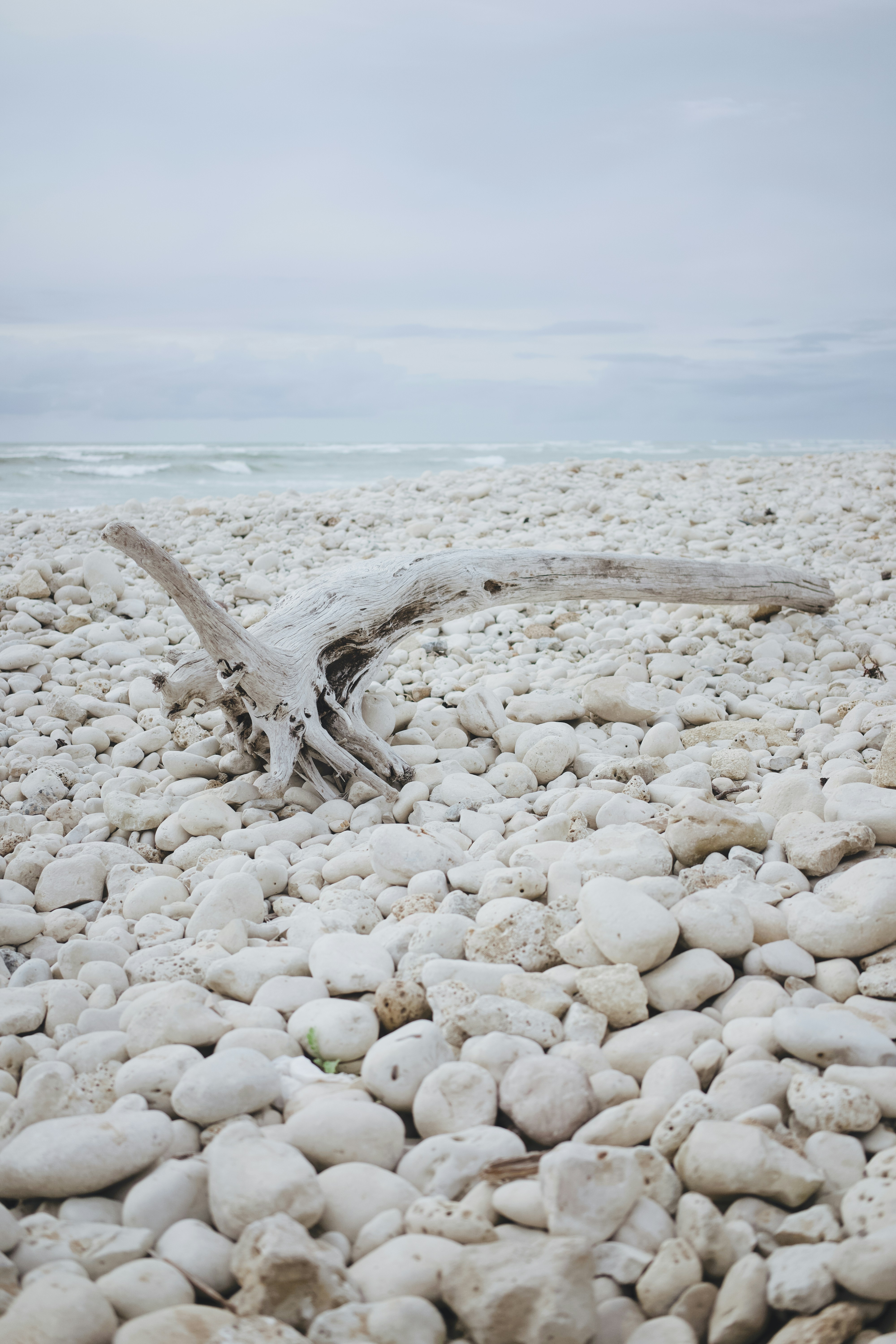 Driftwood rests on a rocky beach under an overcast sky.