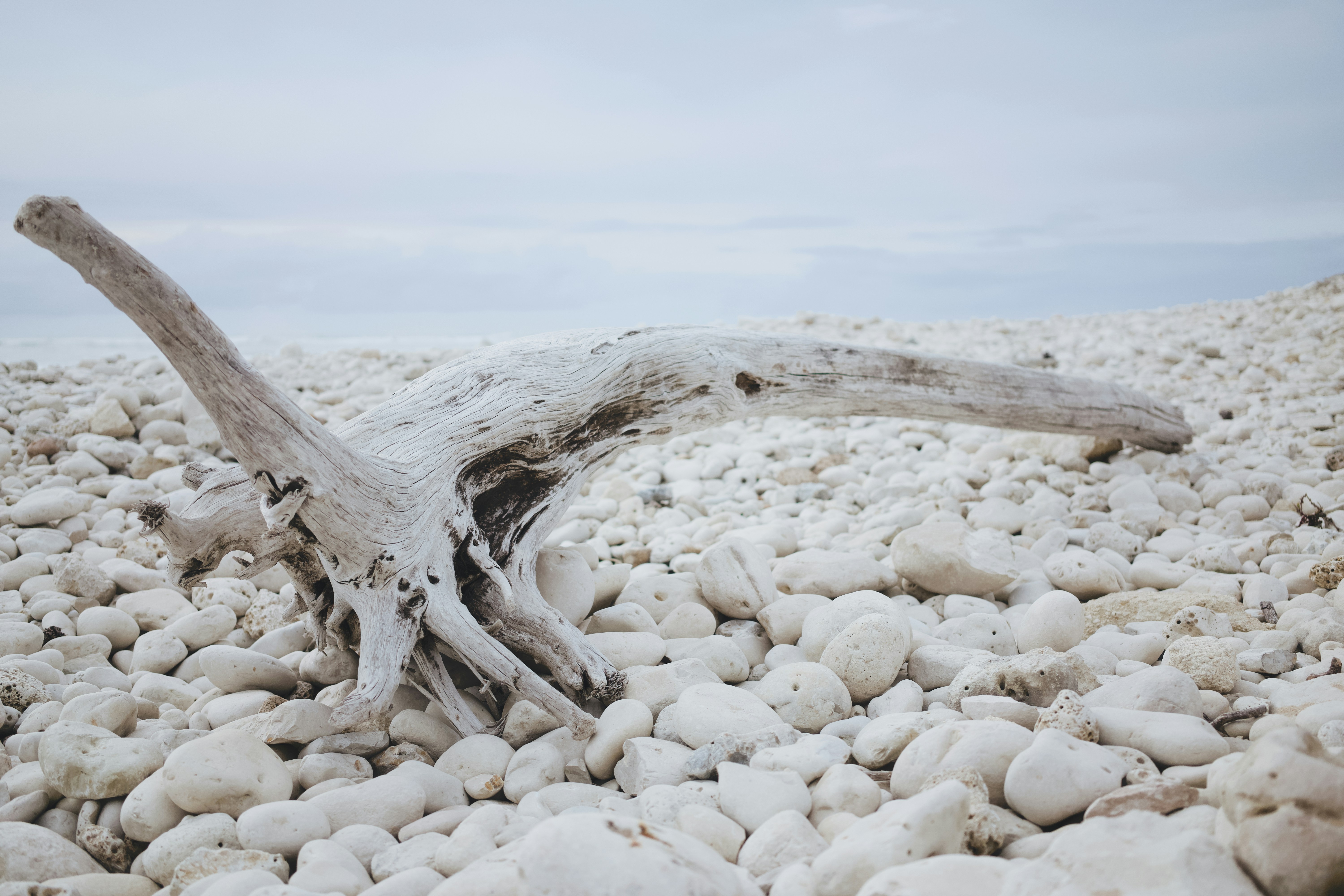 Driftwood on a rocky beach under a cloudy sky