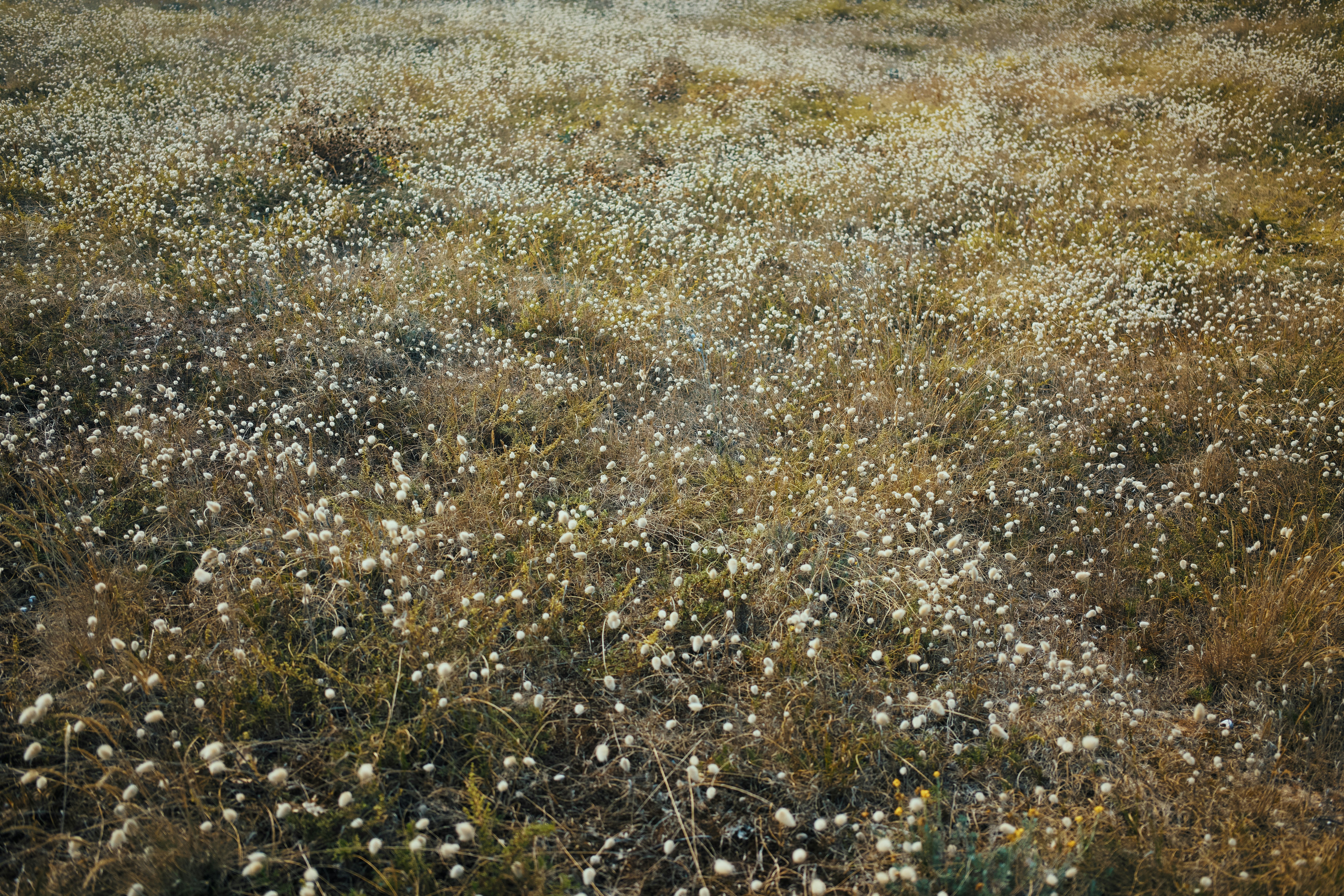 Field of dry grass with small white flowers