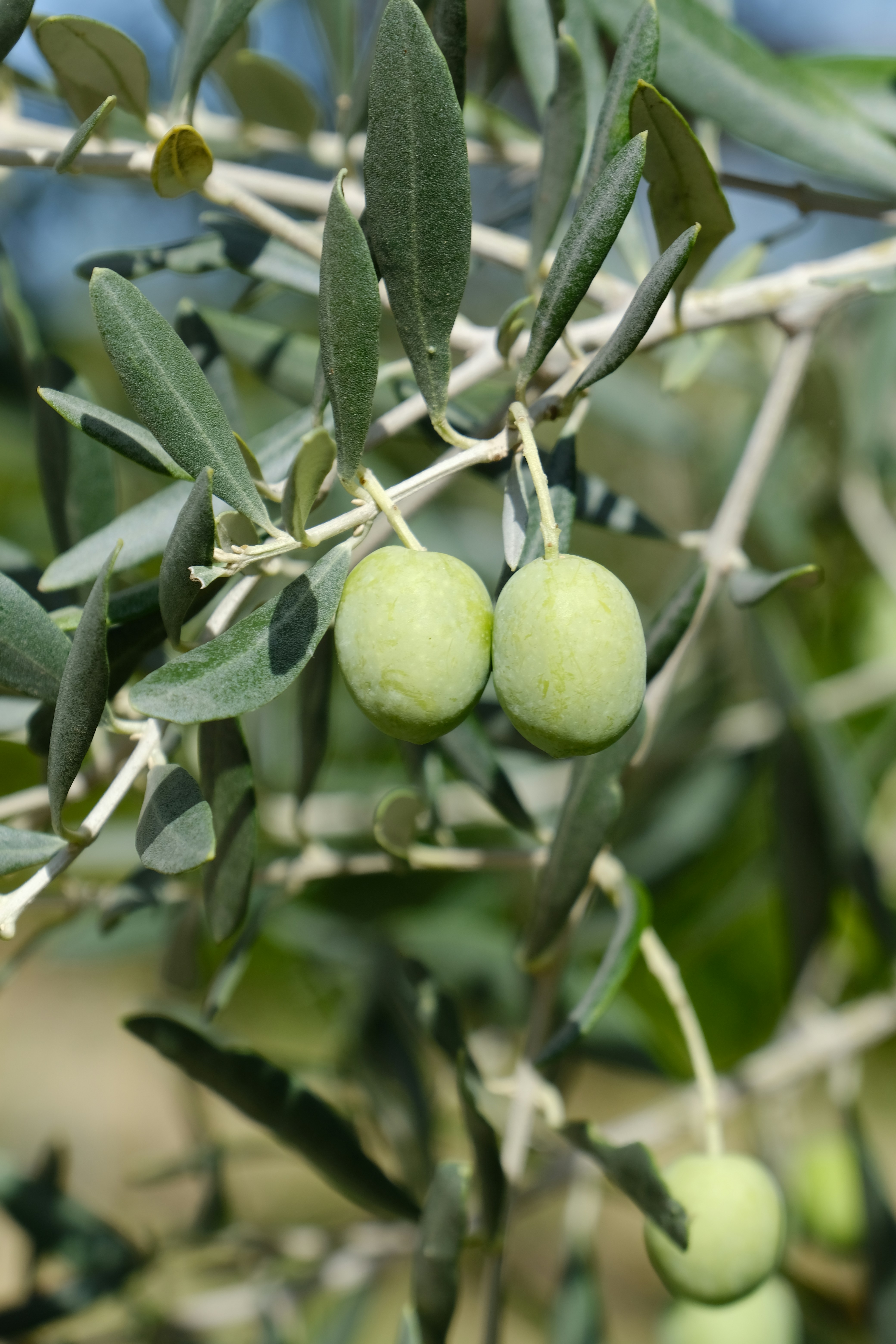 Two green olives hang from a branch.